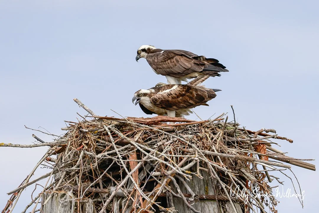 together as one osprey nest web.jpg