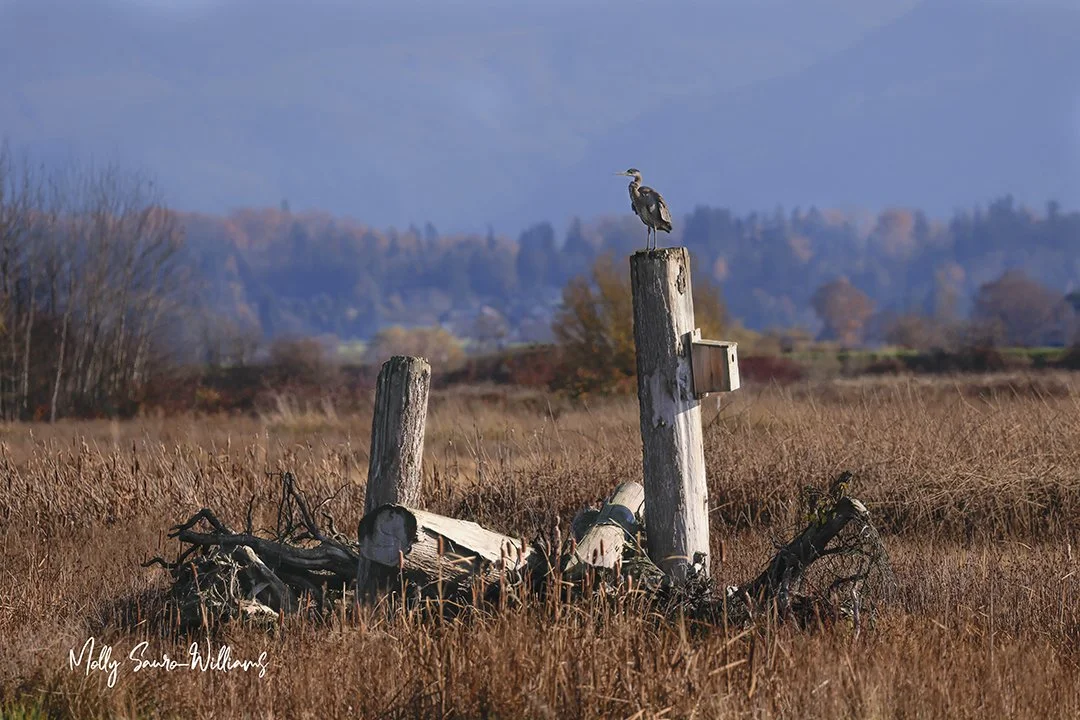 Herring perch  web.jpg