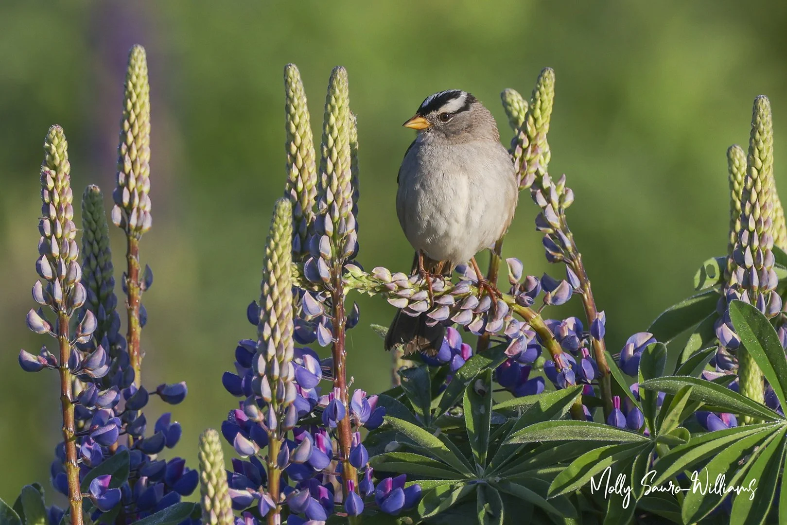 king on his lupine  web.jpg