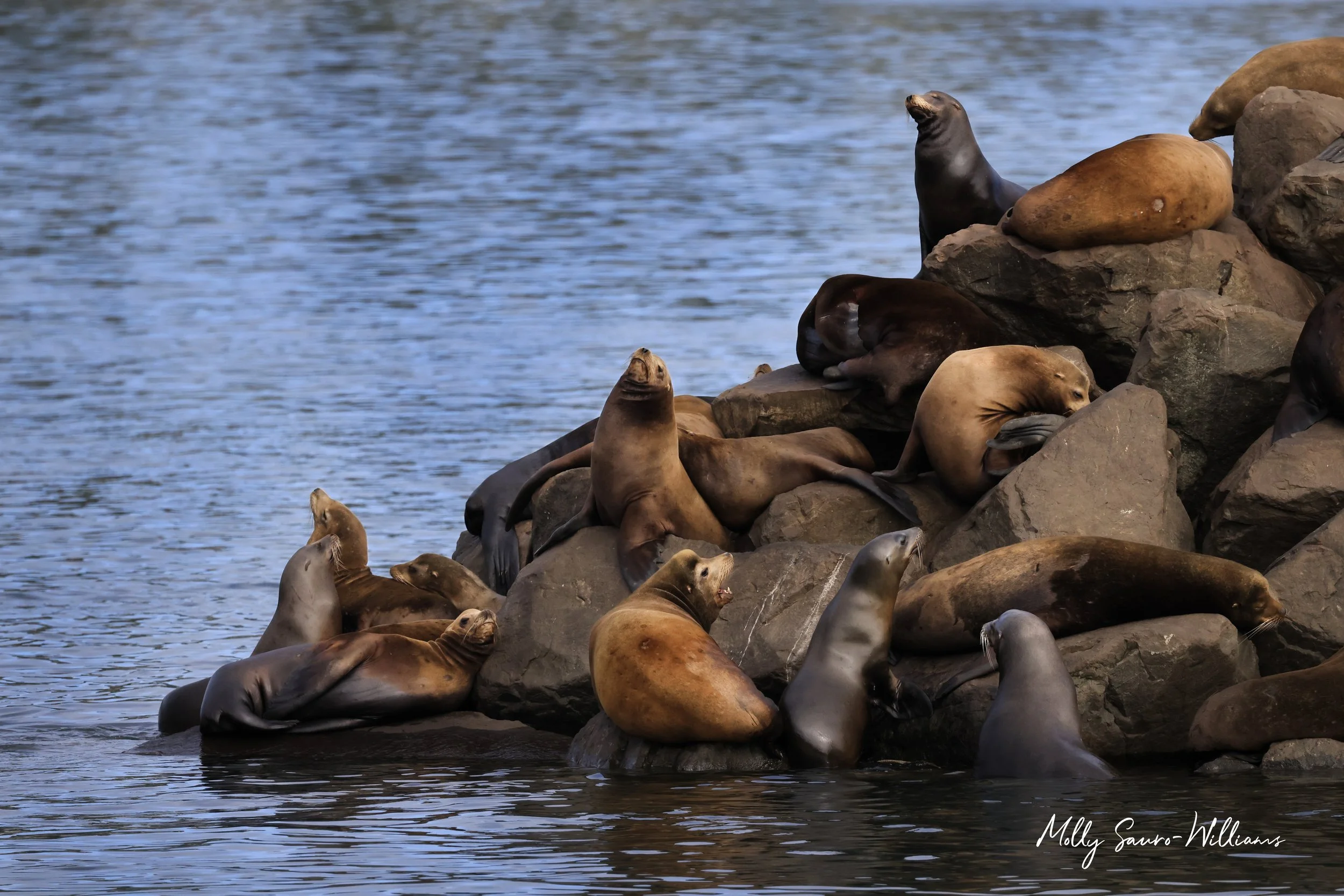 Sealion Reunion fb.jpg