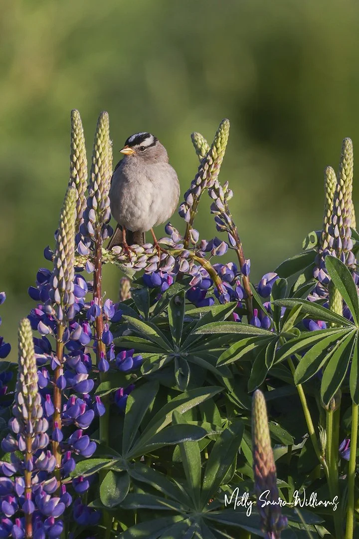 luine and finch web.jpg