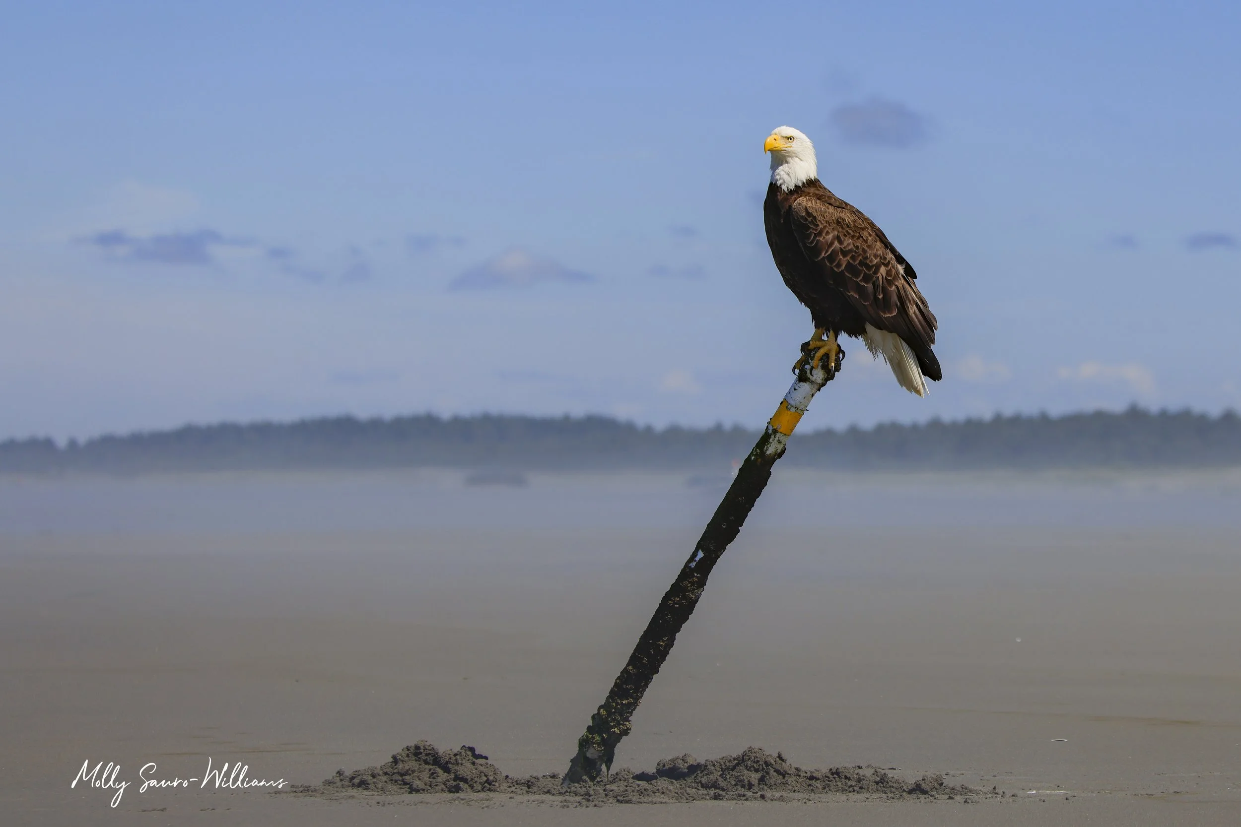 eagle on beach fb.jpg