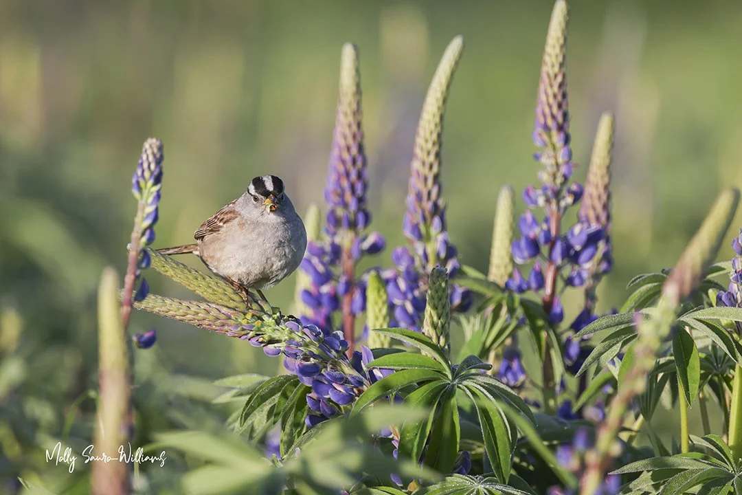 I see you in the lupine web.jpg