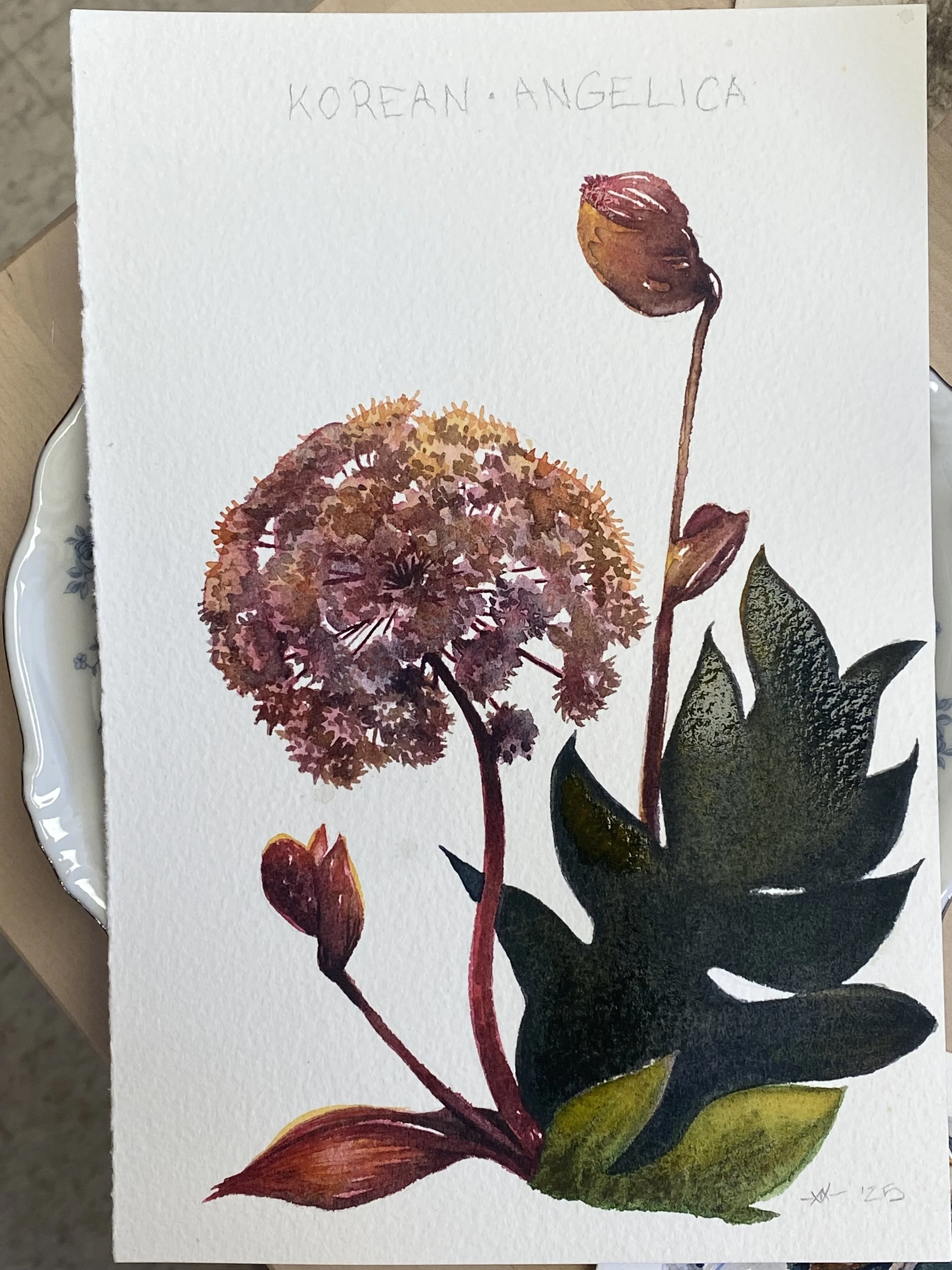 Botanical studies from flowers we grow on the farm. Jacksonville, OR USA 2025