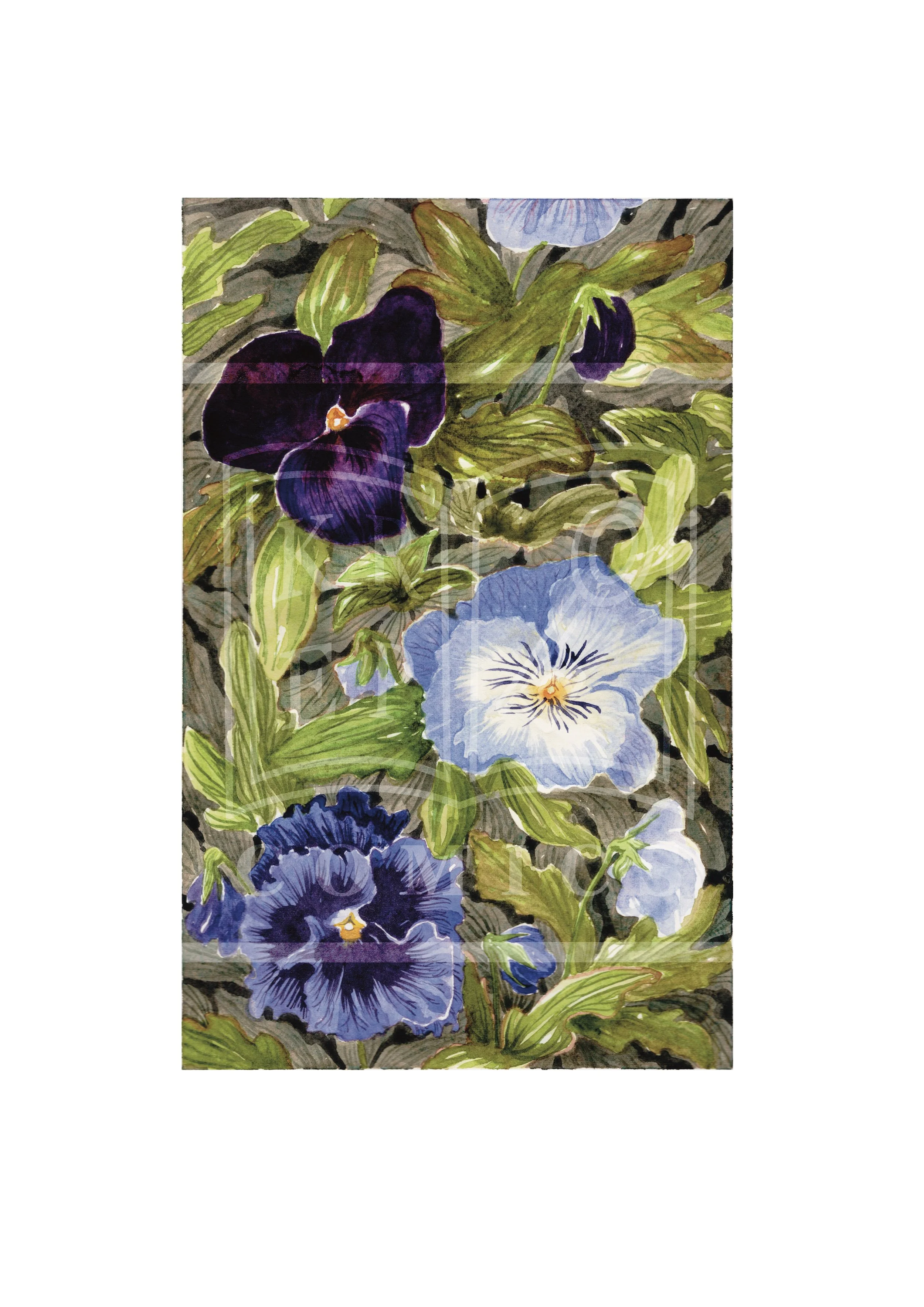 Pansy Magic I