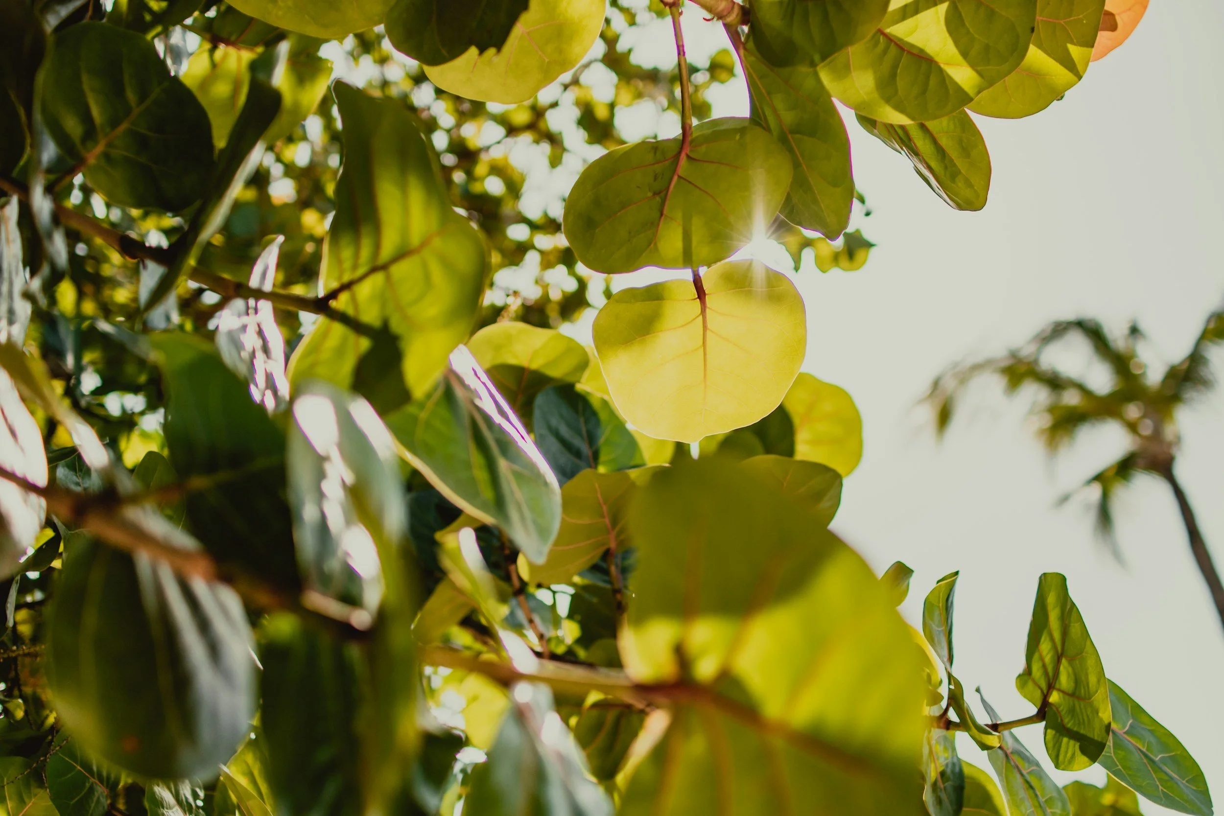 Sunlight shining through green leaves on a tree branch.