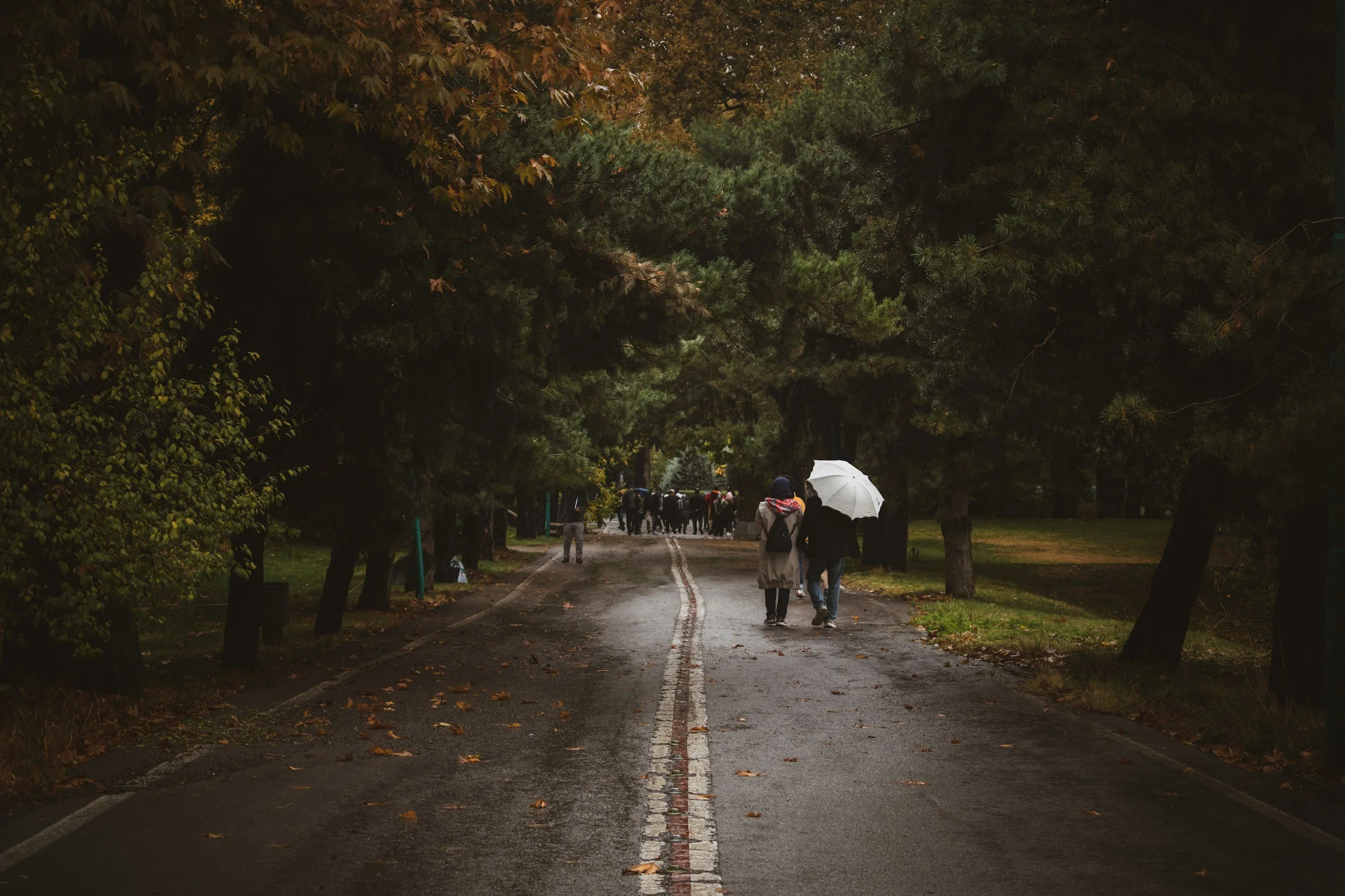 Walk-and-Talk Therapy in the Seattle Area: Nature as a Co-Therapist