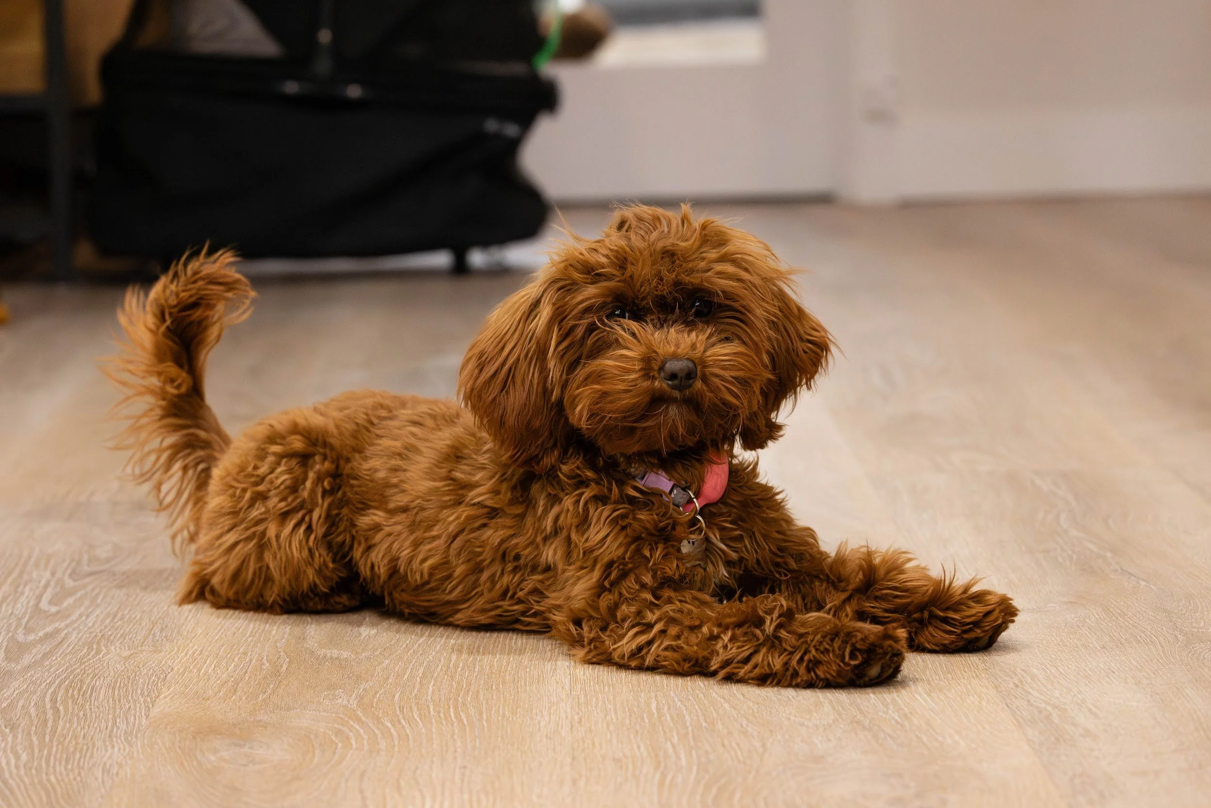 A small brown curly-haired dog lying on a beige rug, looking at the camera, with a black bag in the background.
