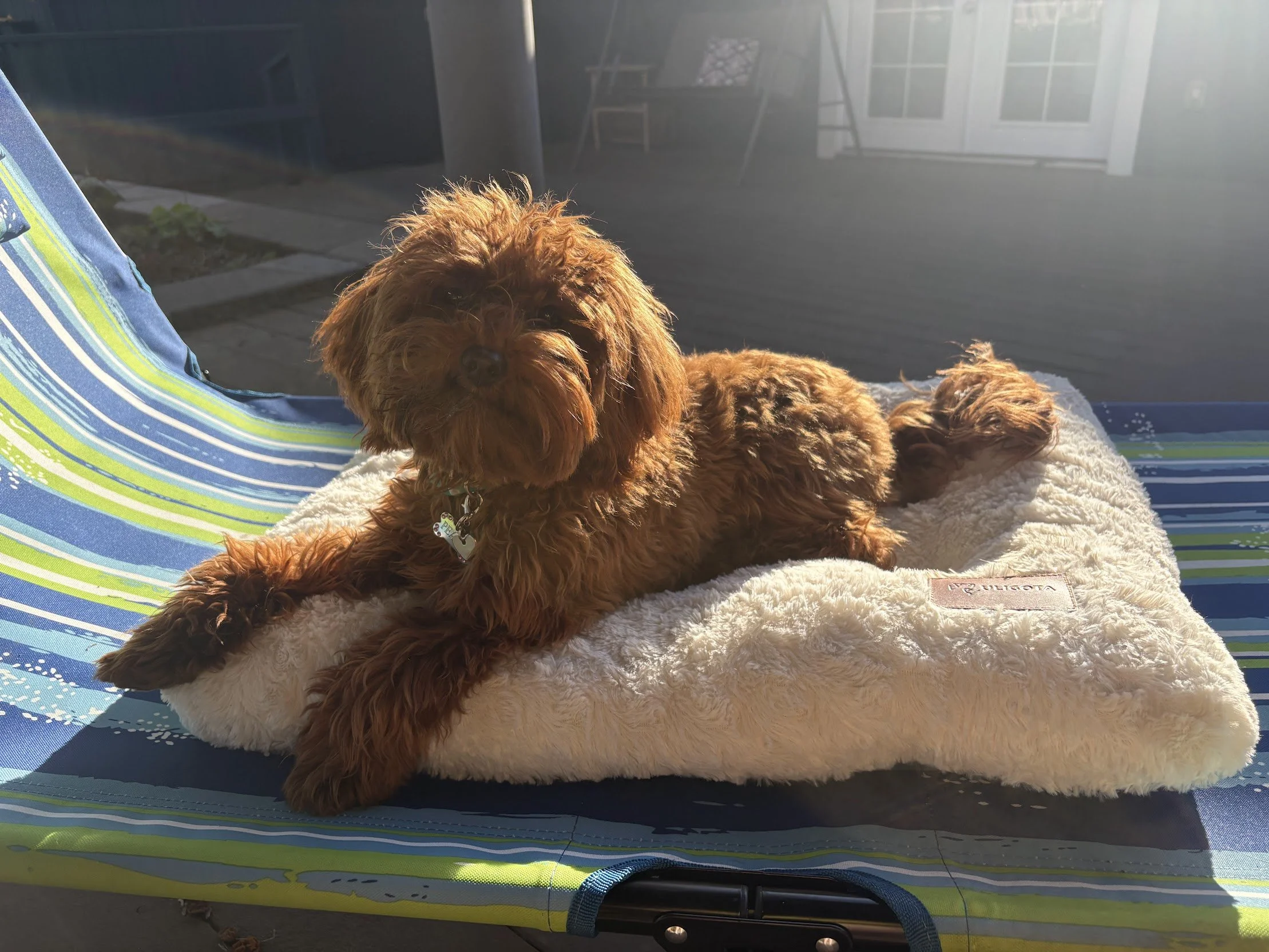 A small brown curly-haired dog sitting on a soft blanket on a lounge chair outdoors, with sunlight shining on it.