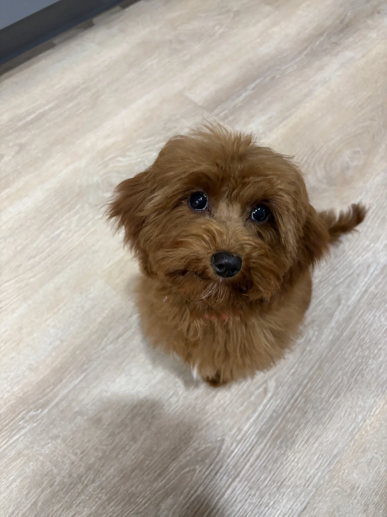 Adorable brown puppy looking up at the camera on a light wooden floor.