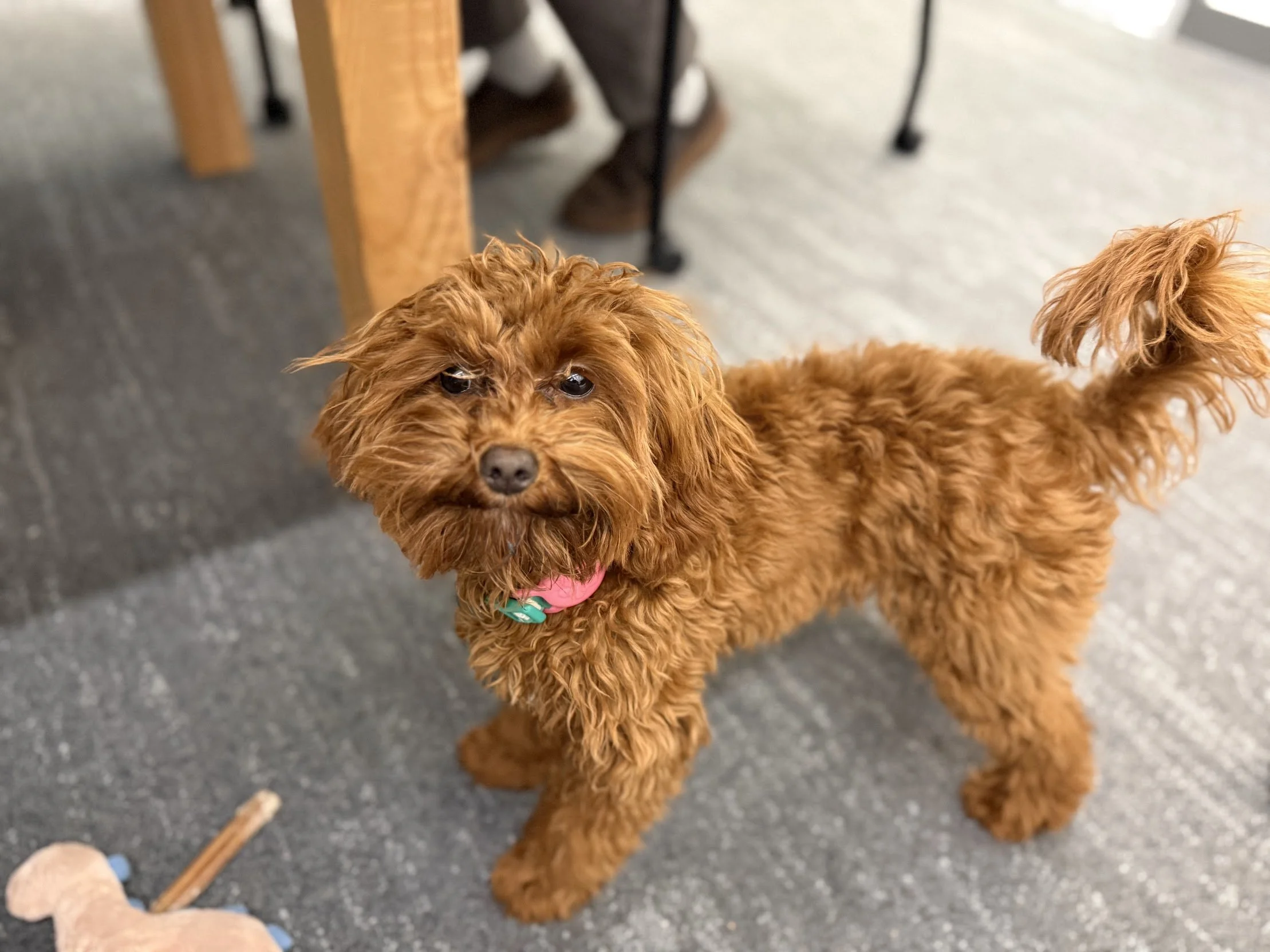 A brown, curly-haired puppy standing on a carpeted floor, looking up at the camera. There are some dog toys nearby and furniture in the background.