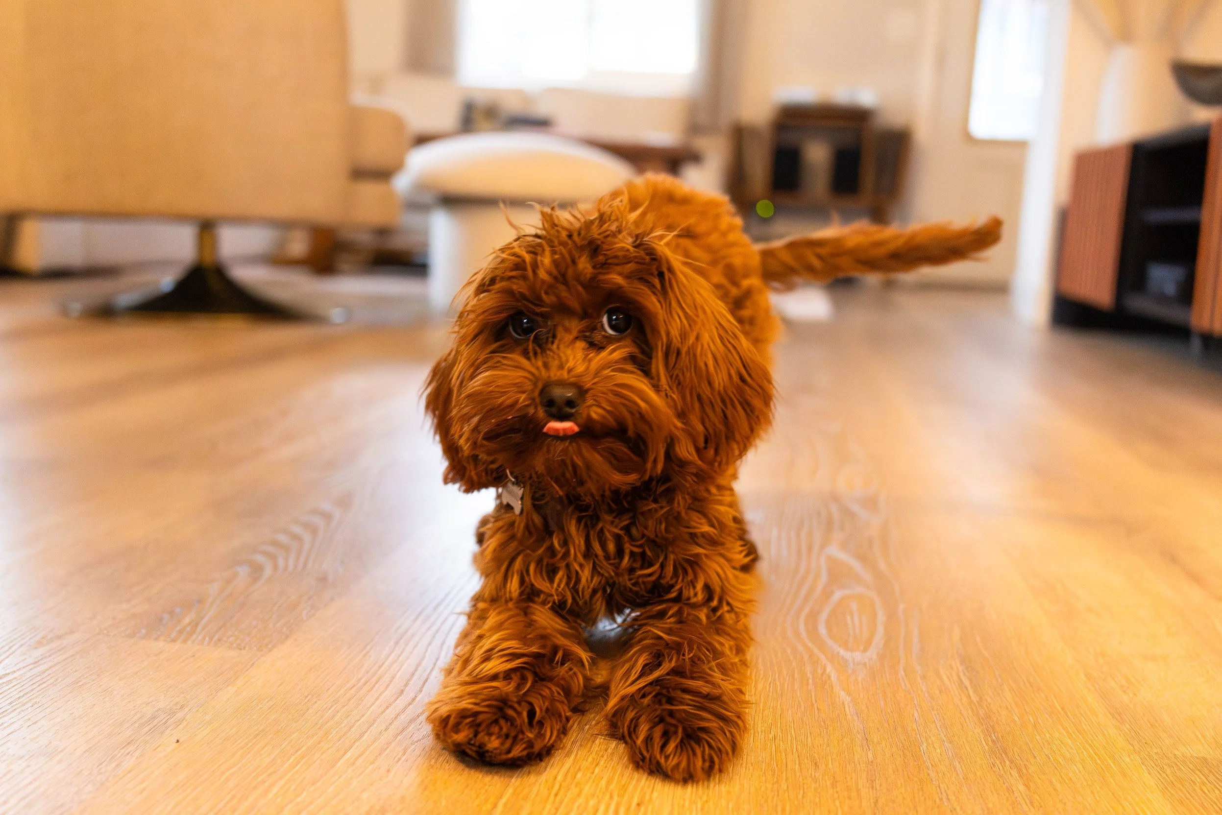 A small, fluffy, brown puppy with curly fur is walking towards the camera on a wooden floor in a room with light-colored walls and furniture.