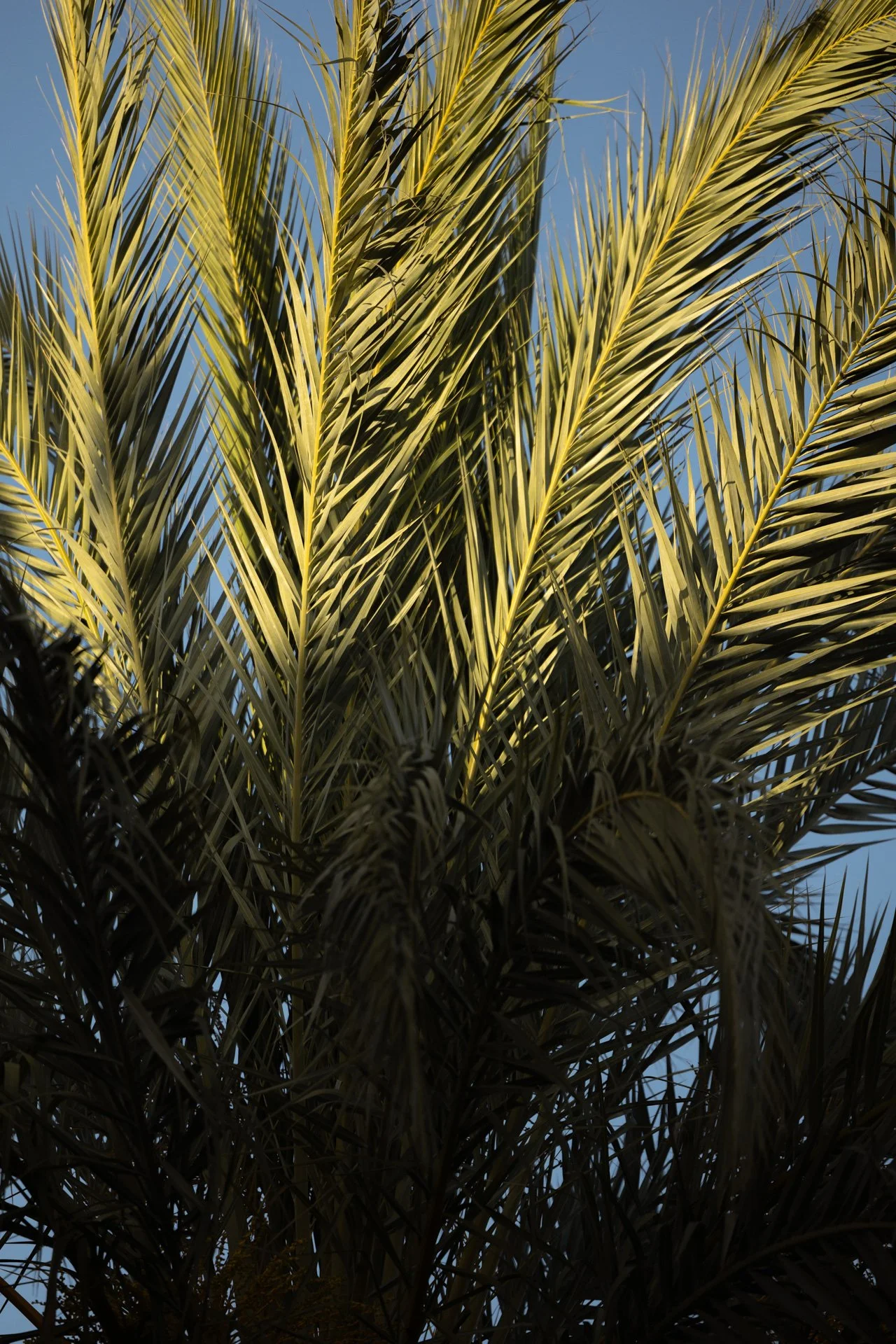 Fabio&Jules_Mallorca_Weddingphoto-69.jpg