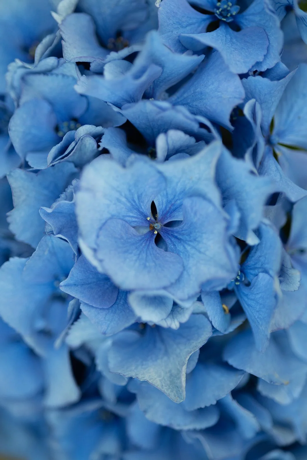 Fábio&Jules-wedding-bouquet-blue-hydrangeas