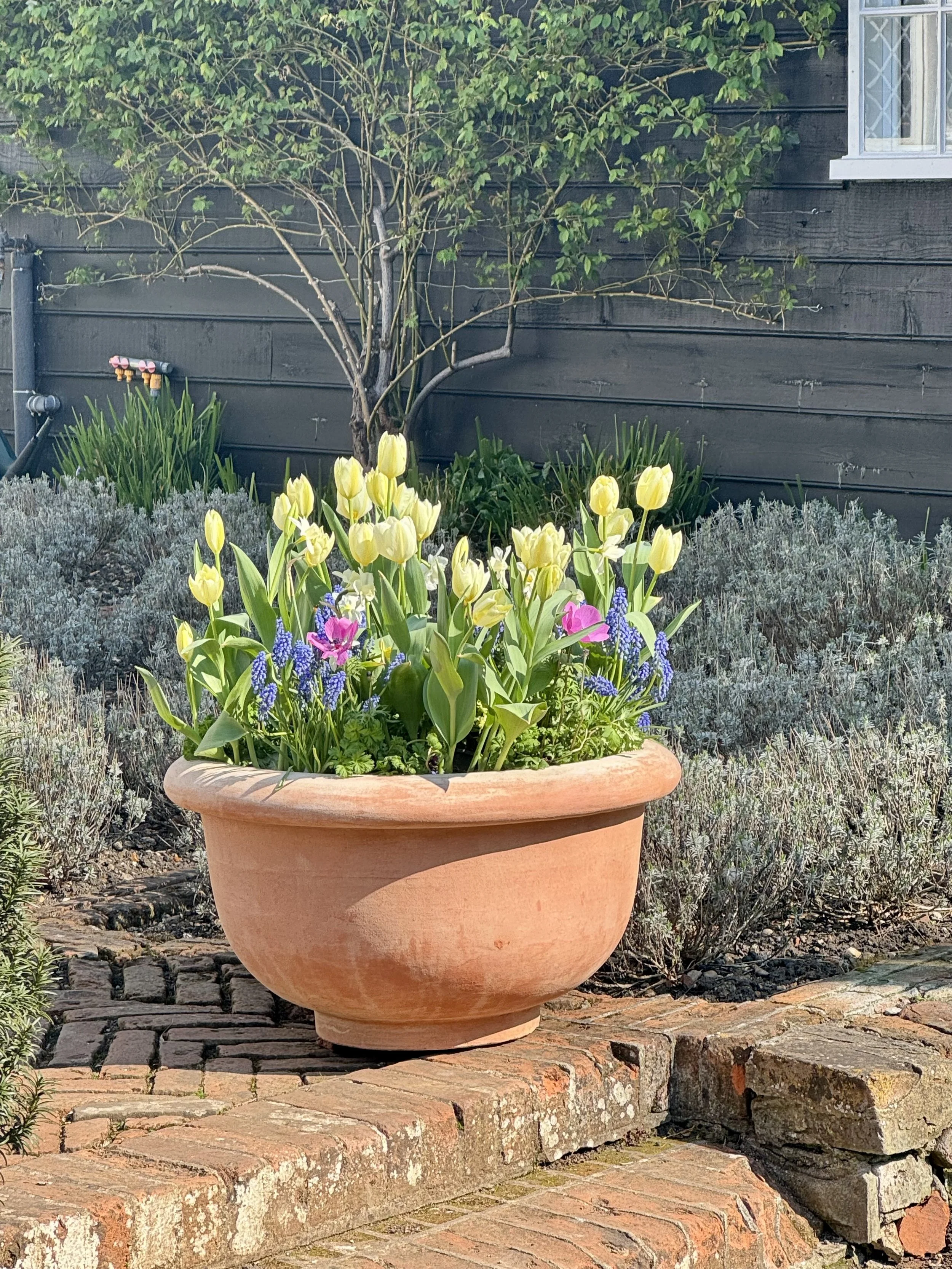 ciotola con bordo erased.jpeg