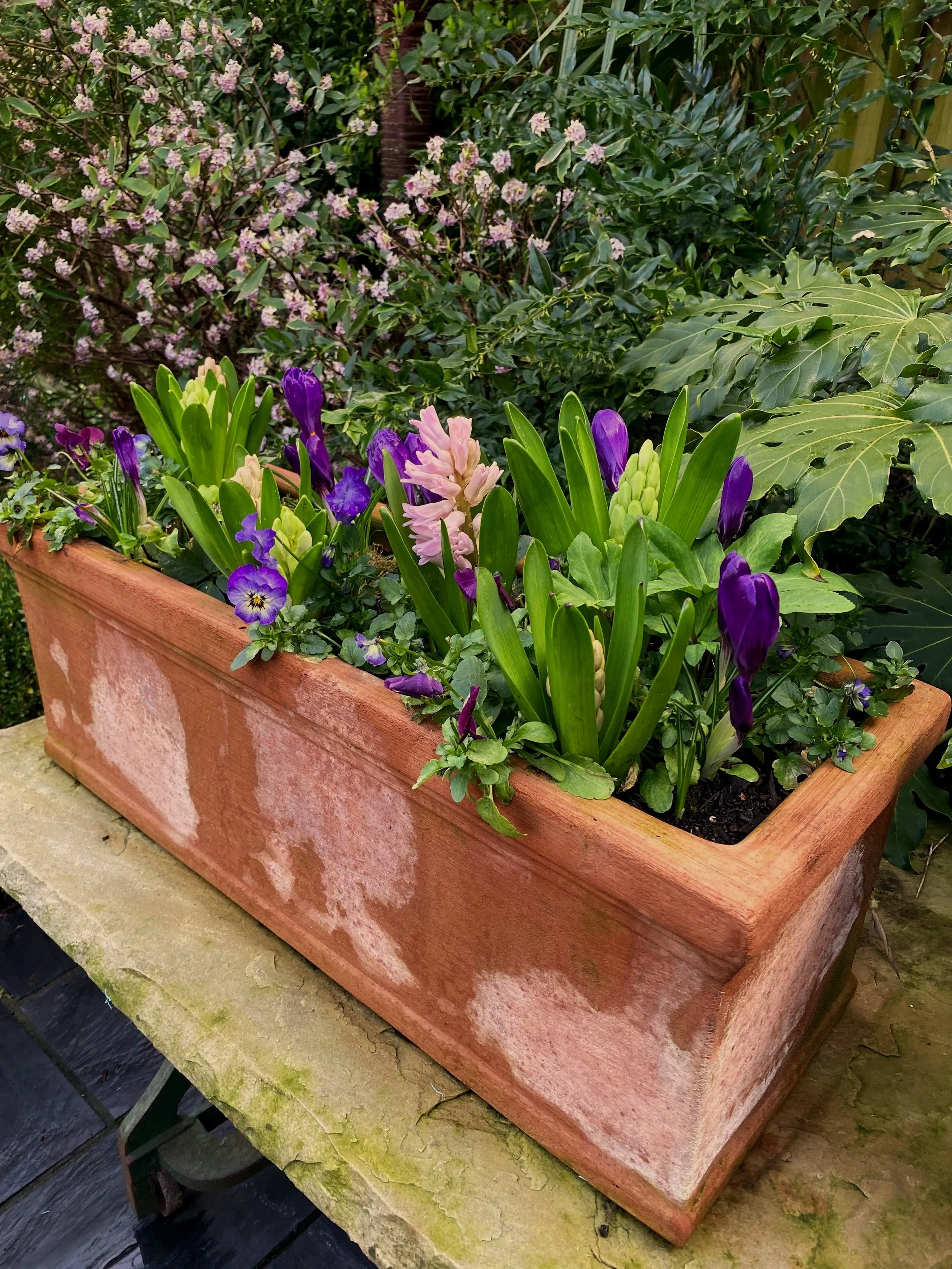 Italian terracotta pot full with plants