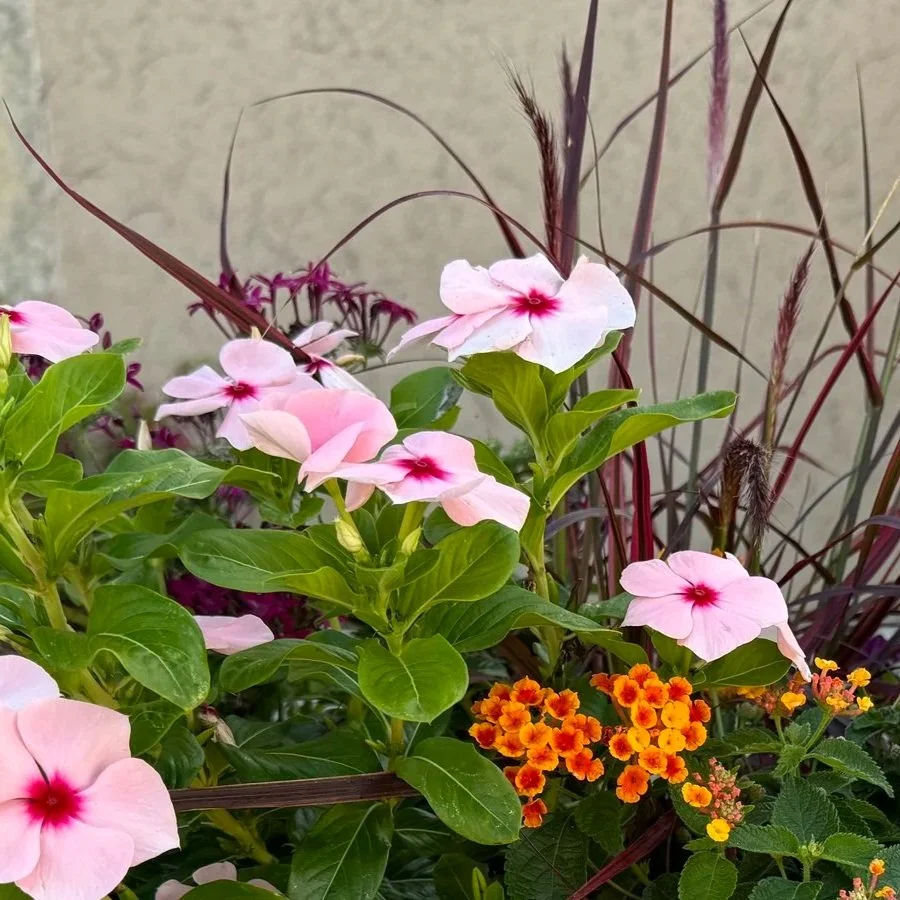 Vaso Toscano Terracotta Pot called Cassetta Ovale, planted with flowers