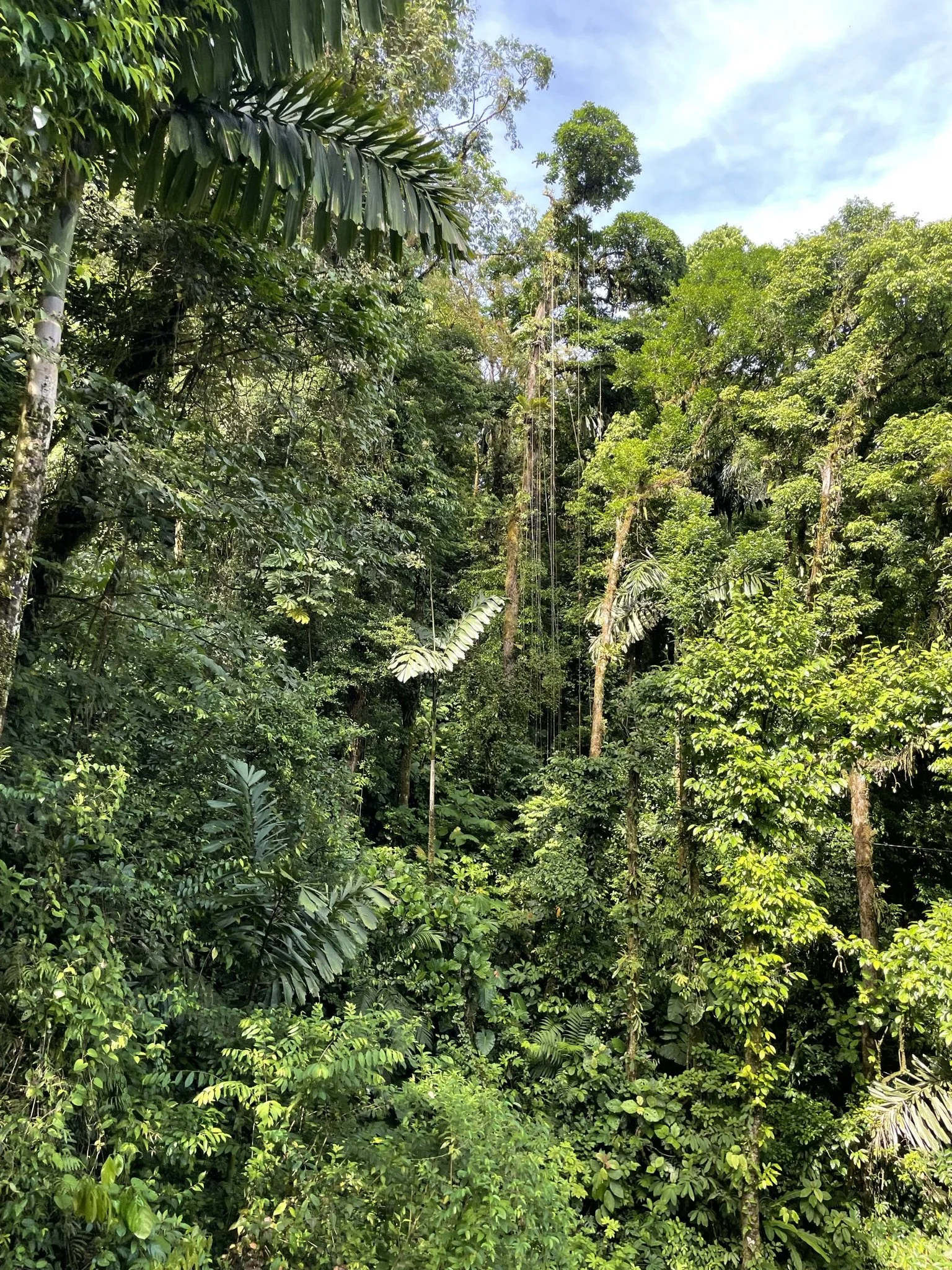 jungle view in costa rica