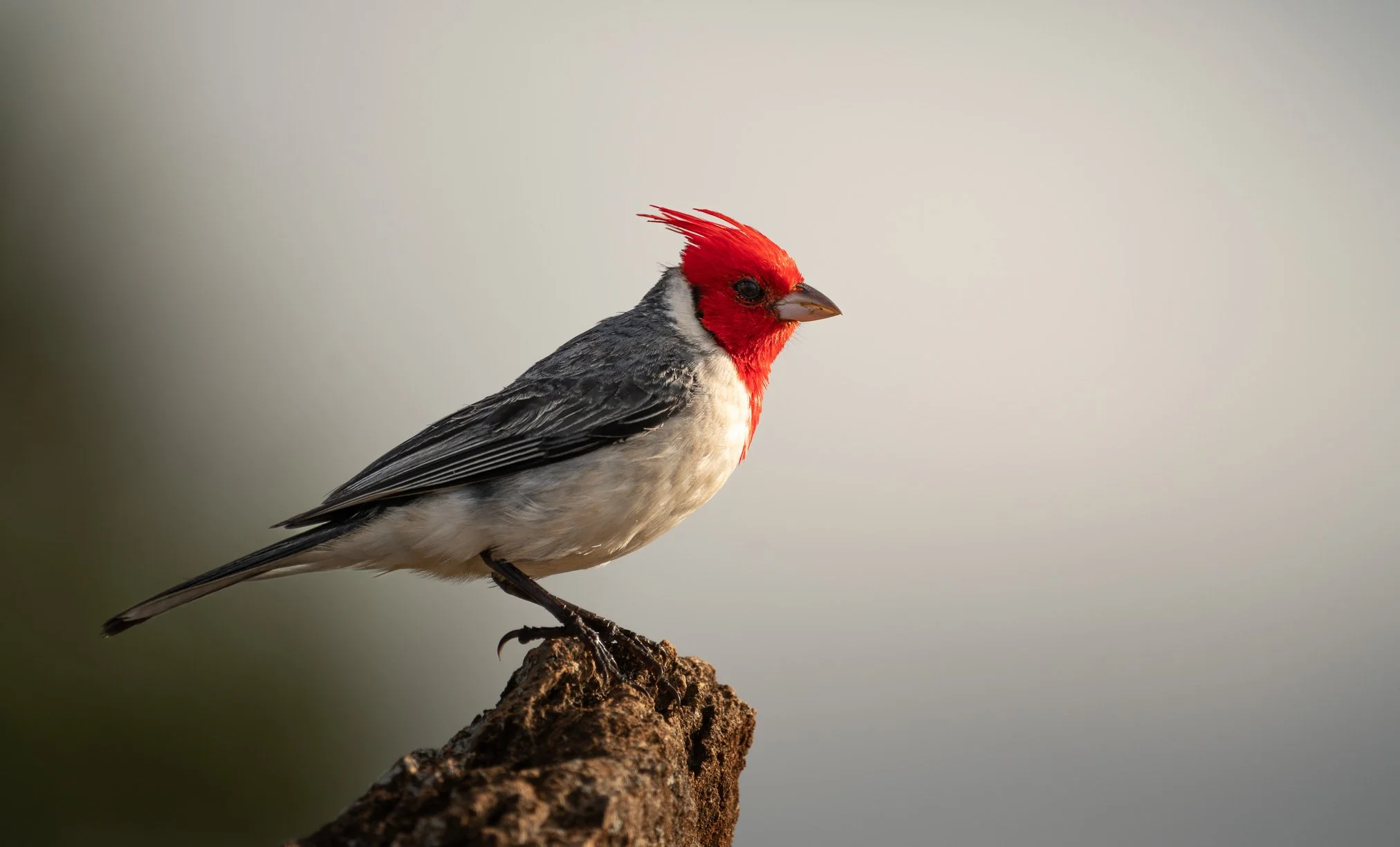 A red-crested cardinal, red face, black and white body, perched on a branch.