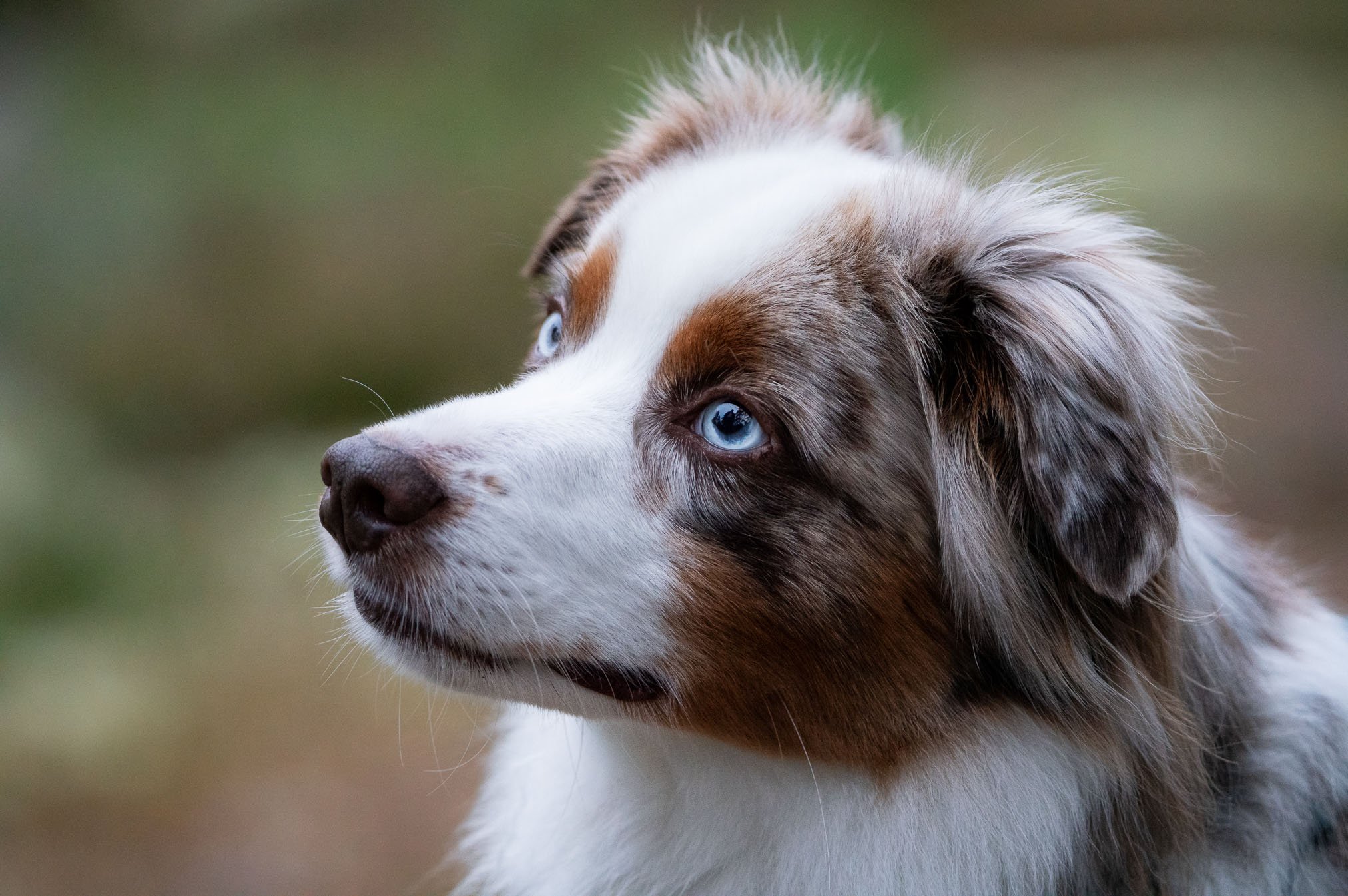 Asa Portrait.jpg