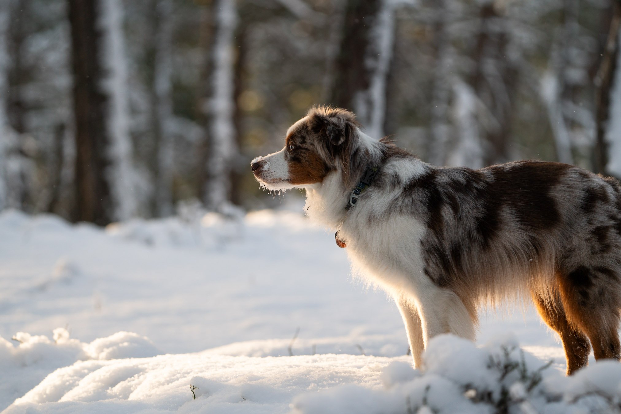 Asa Snow Forest.jpg