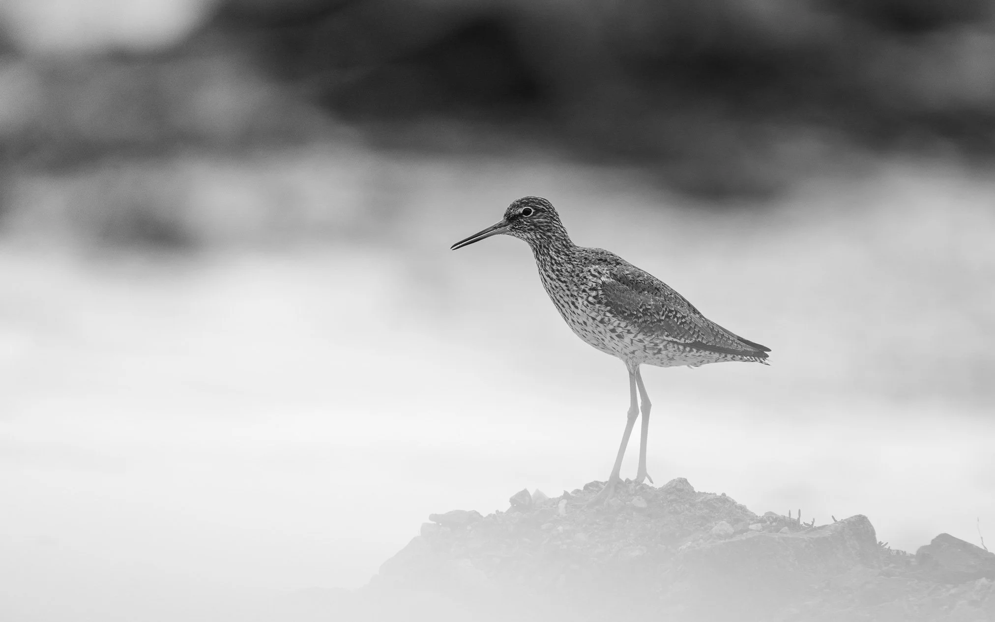A black-and-white photo of a common redshank with a slender beak standing on a rock.