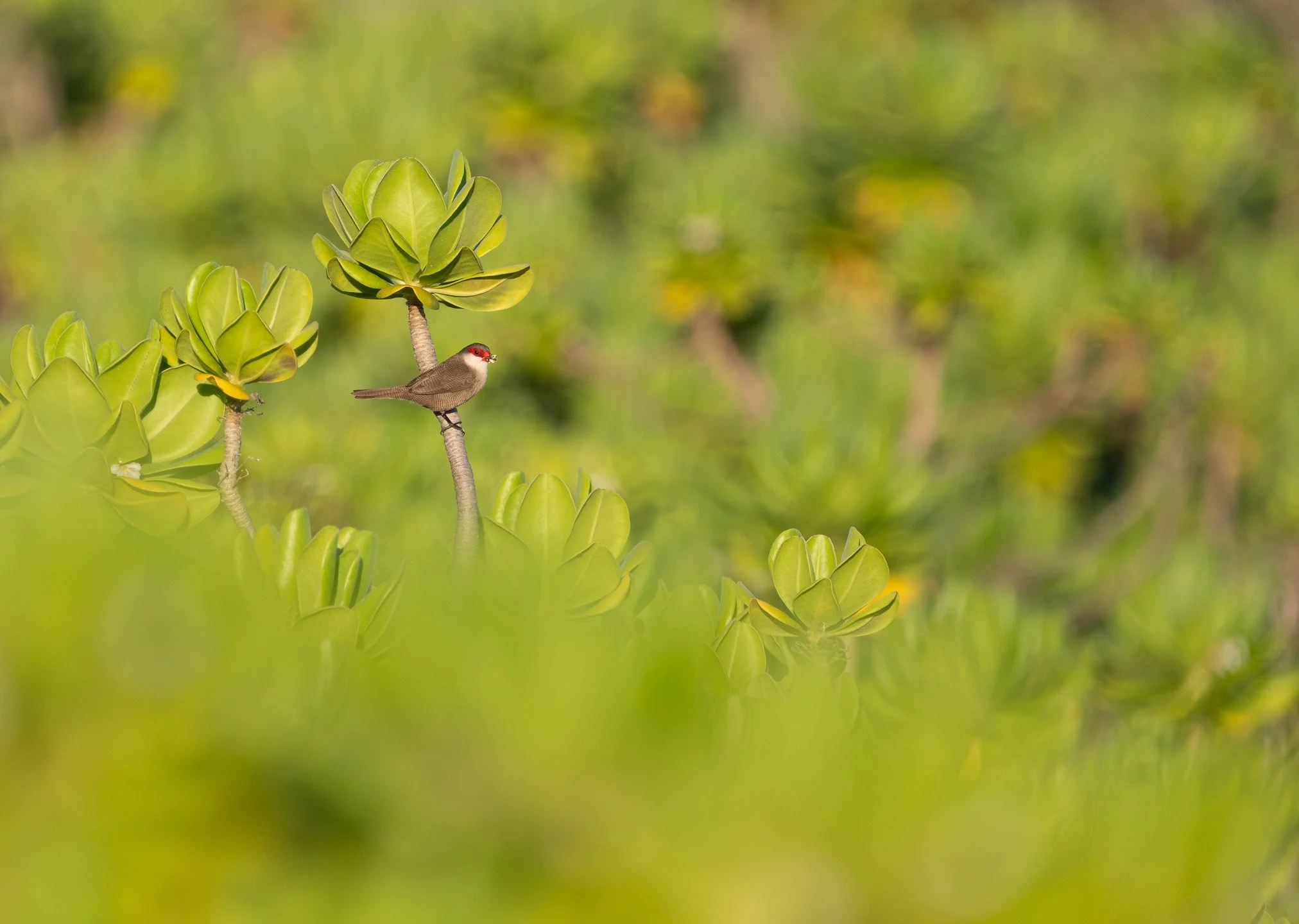 A common waxbill perched on a thin branch among green succulent-like plants in a lush, green environment in Ghana.