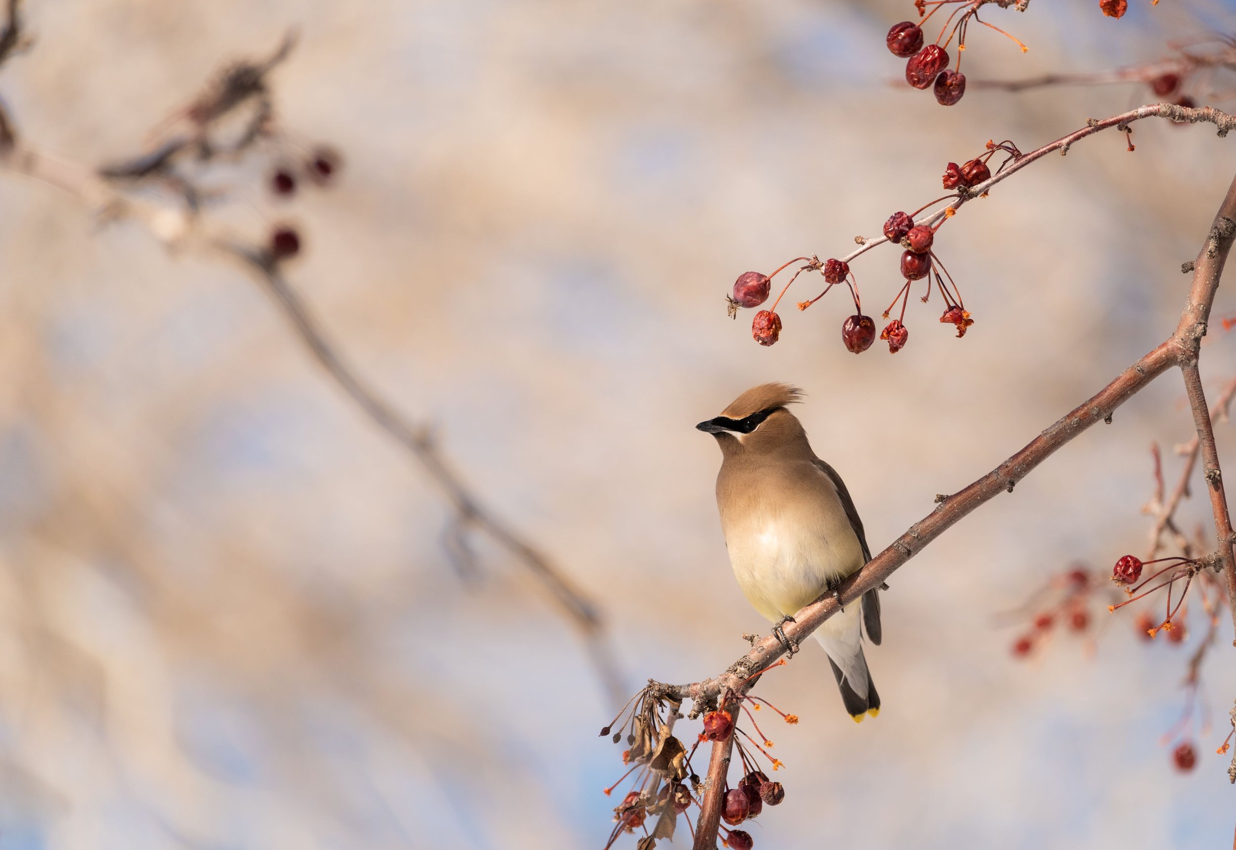 A Bohemian waxwing perched on a thin branch with red berries, against a soft, blurred winter background in Boulder, CO.
