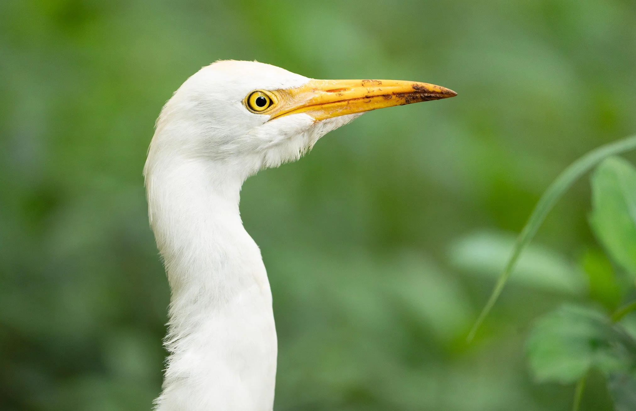 Close-up of a cattle egret with yellow eyes and an orange beak against a blurred green background.
