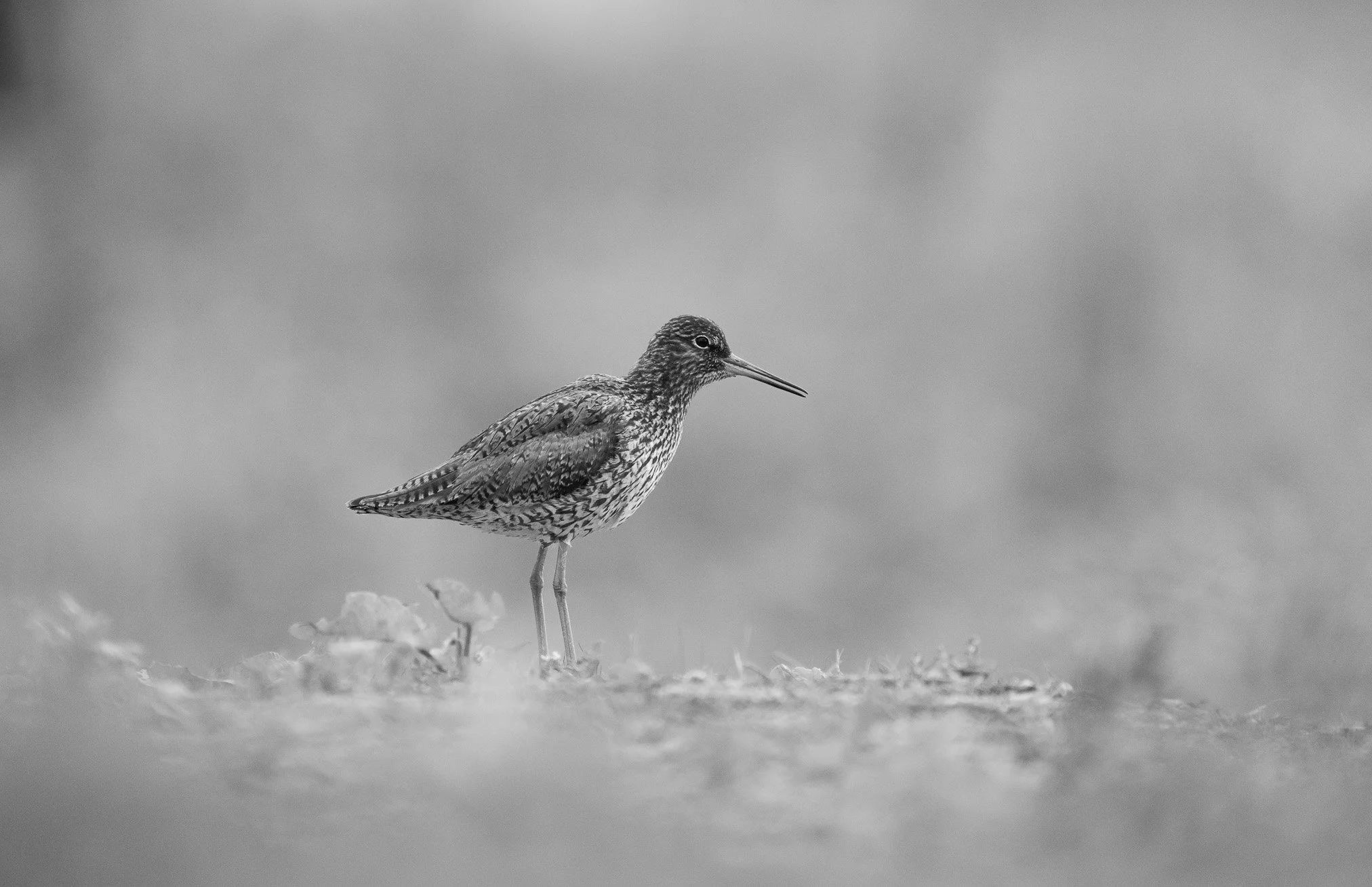 Black and white photograph of a solitary shorebird, likely a sandpiper, standing on the ground in a natural habitat with a blurred background.
