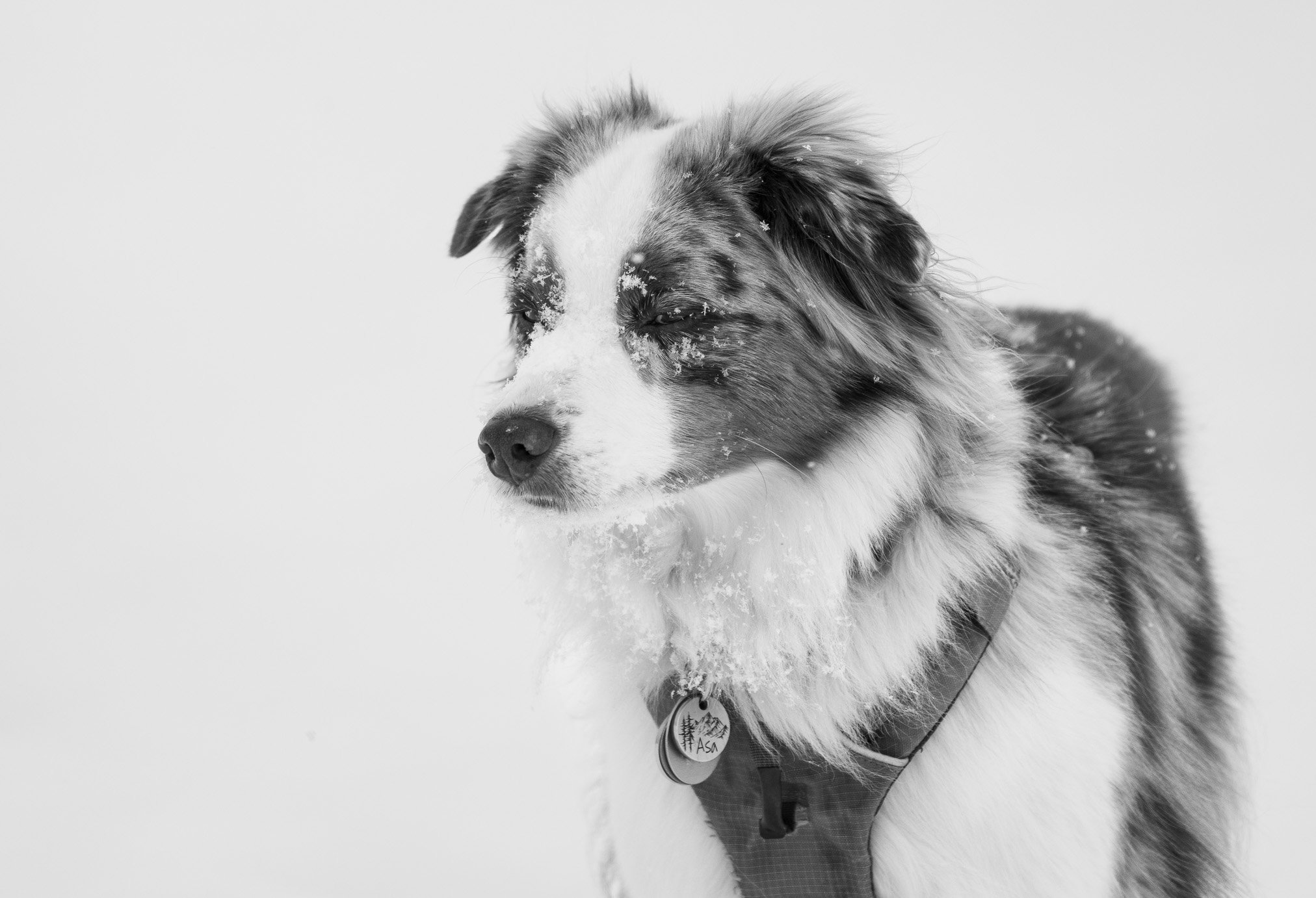 Asa Snow 2 BW.jpg
