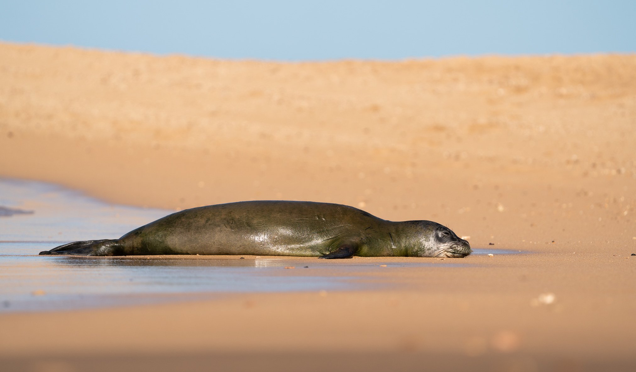 A seal lying on the sandy beach with a background of dunes and a clear blue sky.