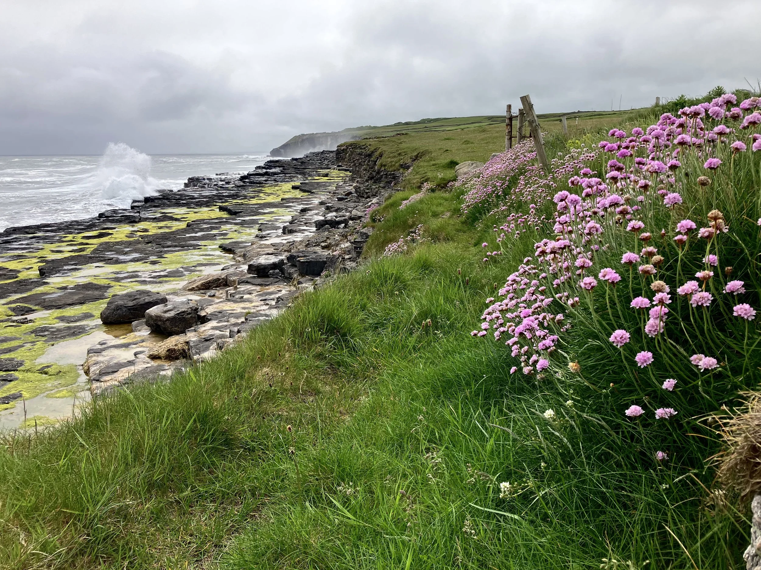 Coastal landscape with rocky shore, sea waves, green grass, and pink wildflowers under an overcast sky.
