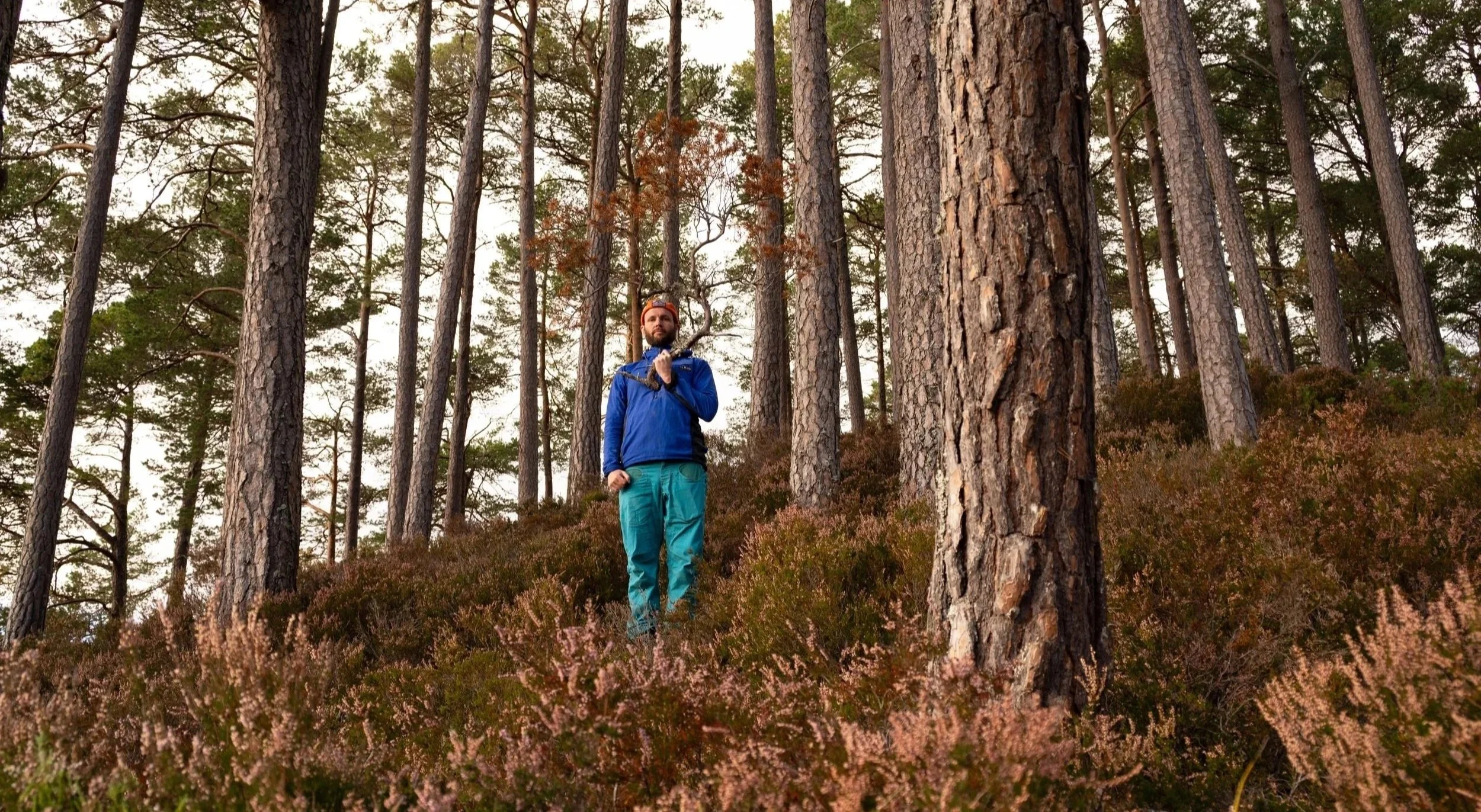 A man in outdoor clothing standing in a forest surrounded by tall pine trees and low shrubs with pinkish flowers.