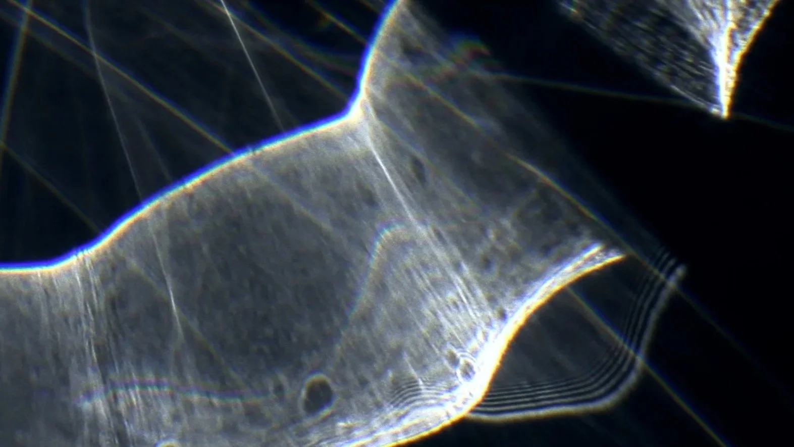 Close-up of a shiny, textured fish, possibly a shark, with light reflecting off its skin and fins.