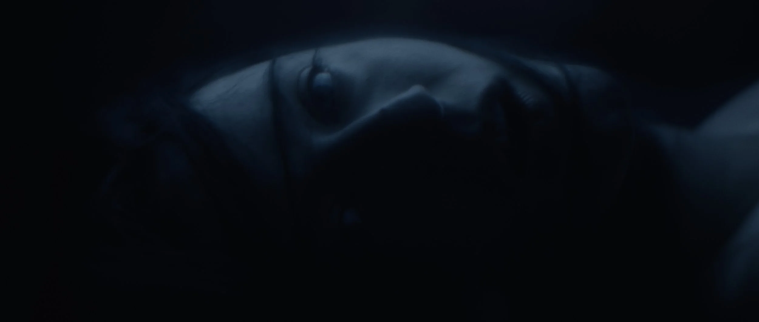 virag pazmany the abyss