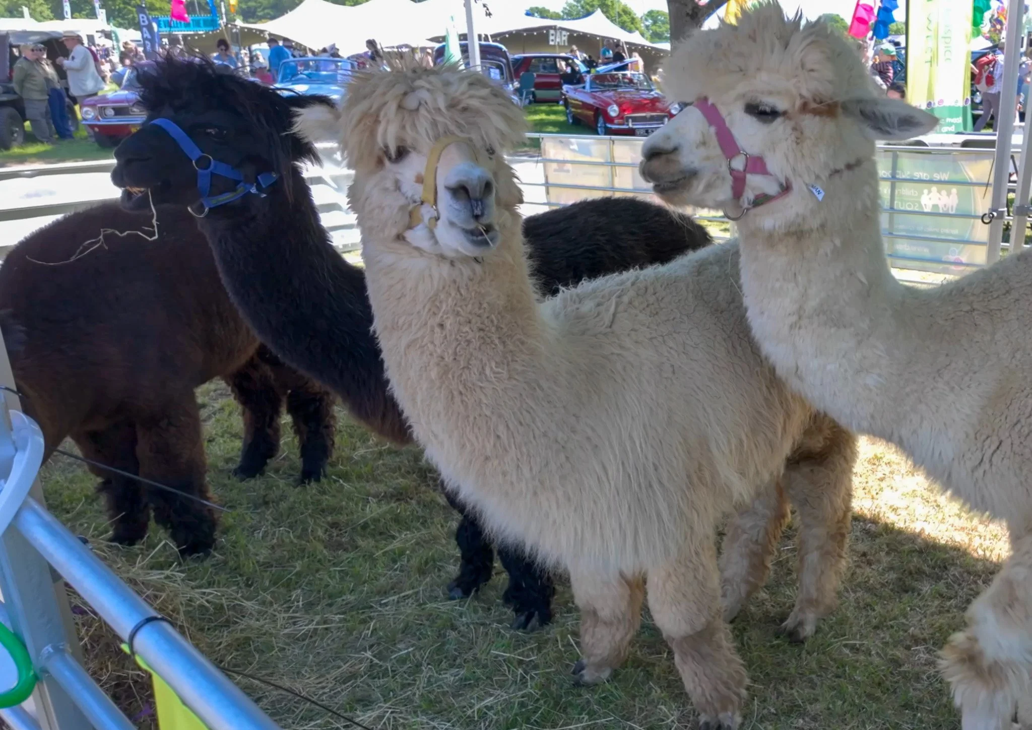 Alpacas.jpg