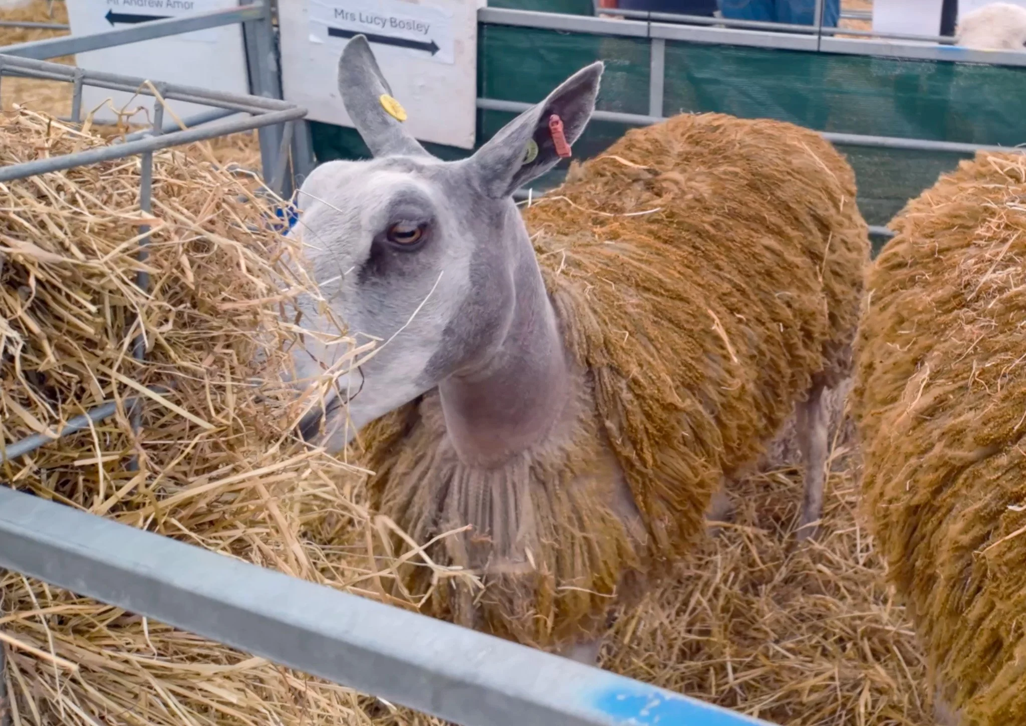 Goat.jpg