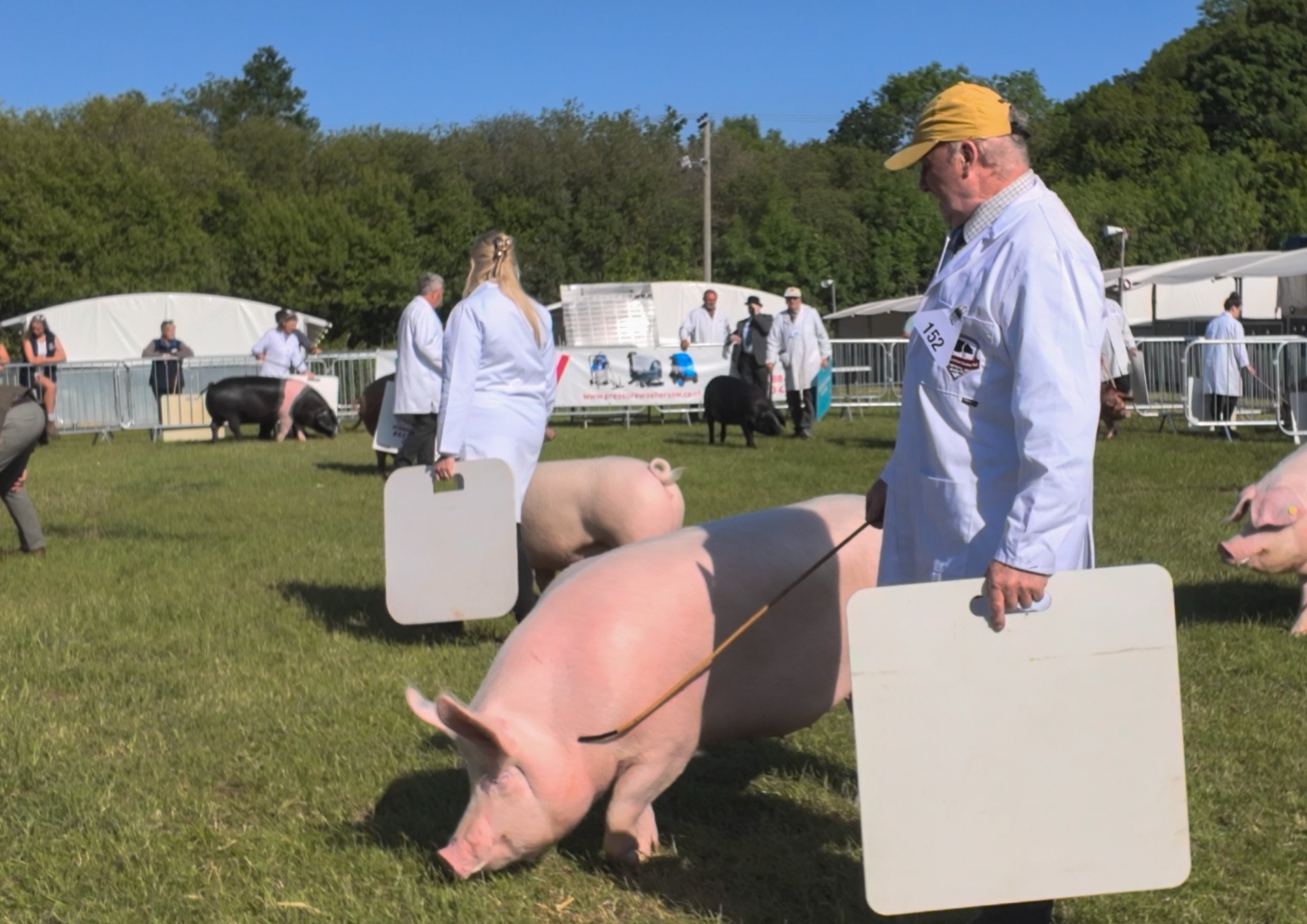 Pigs.jpg