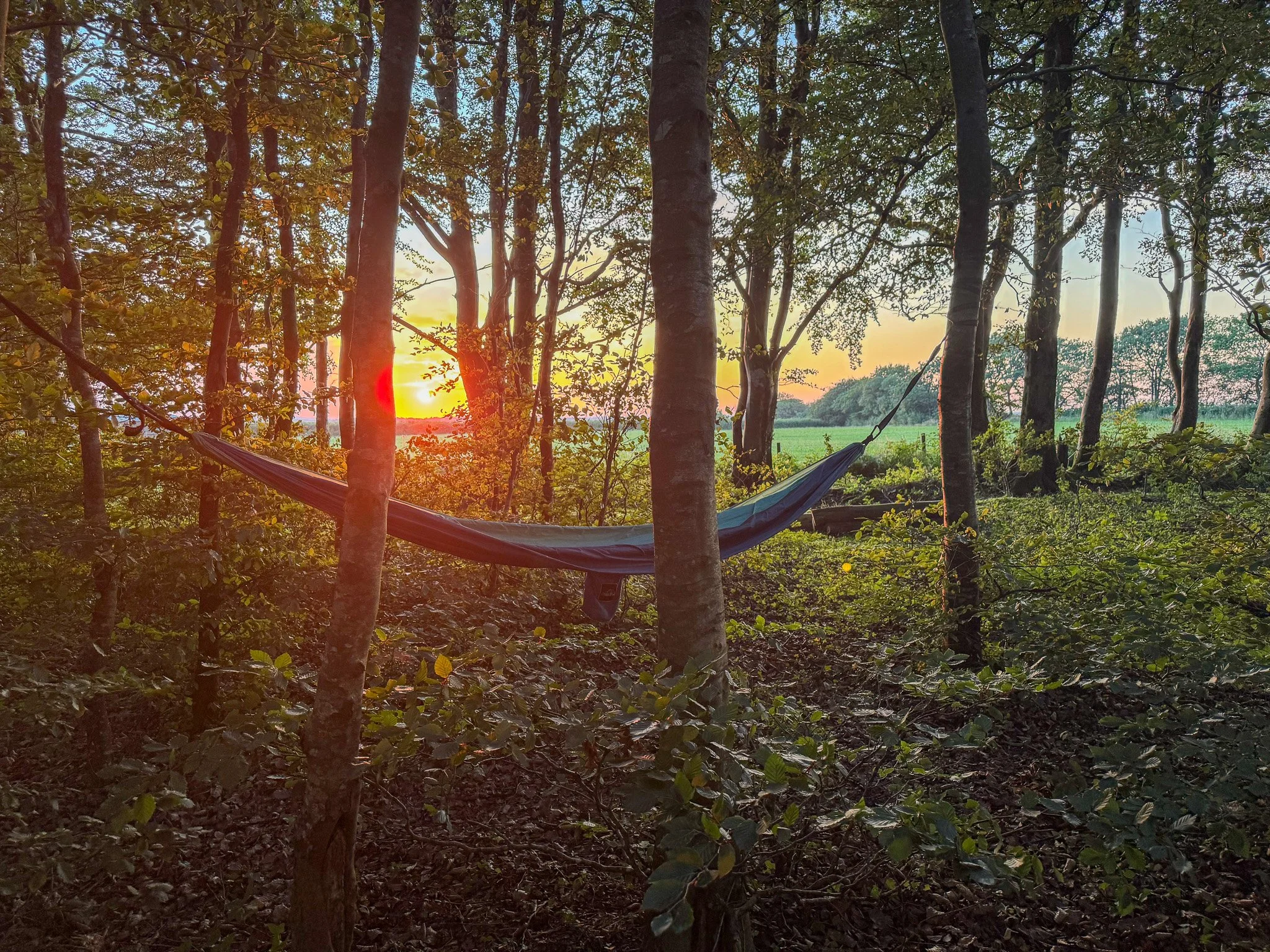 Hammock overlooking the woodland at Slow Glamping in Devon during a beautiful summer sunset.