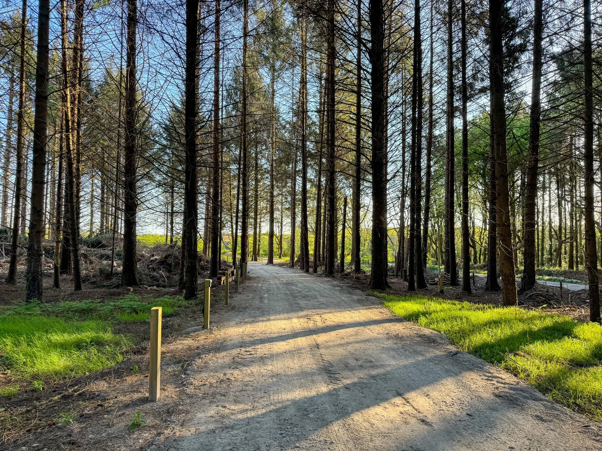 View looking up through tall woodland trees at Secret Garden Glamping Cornwall