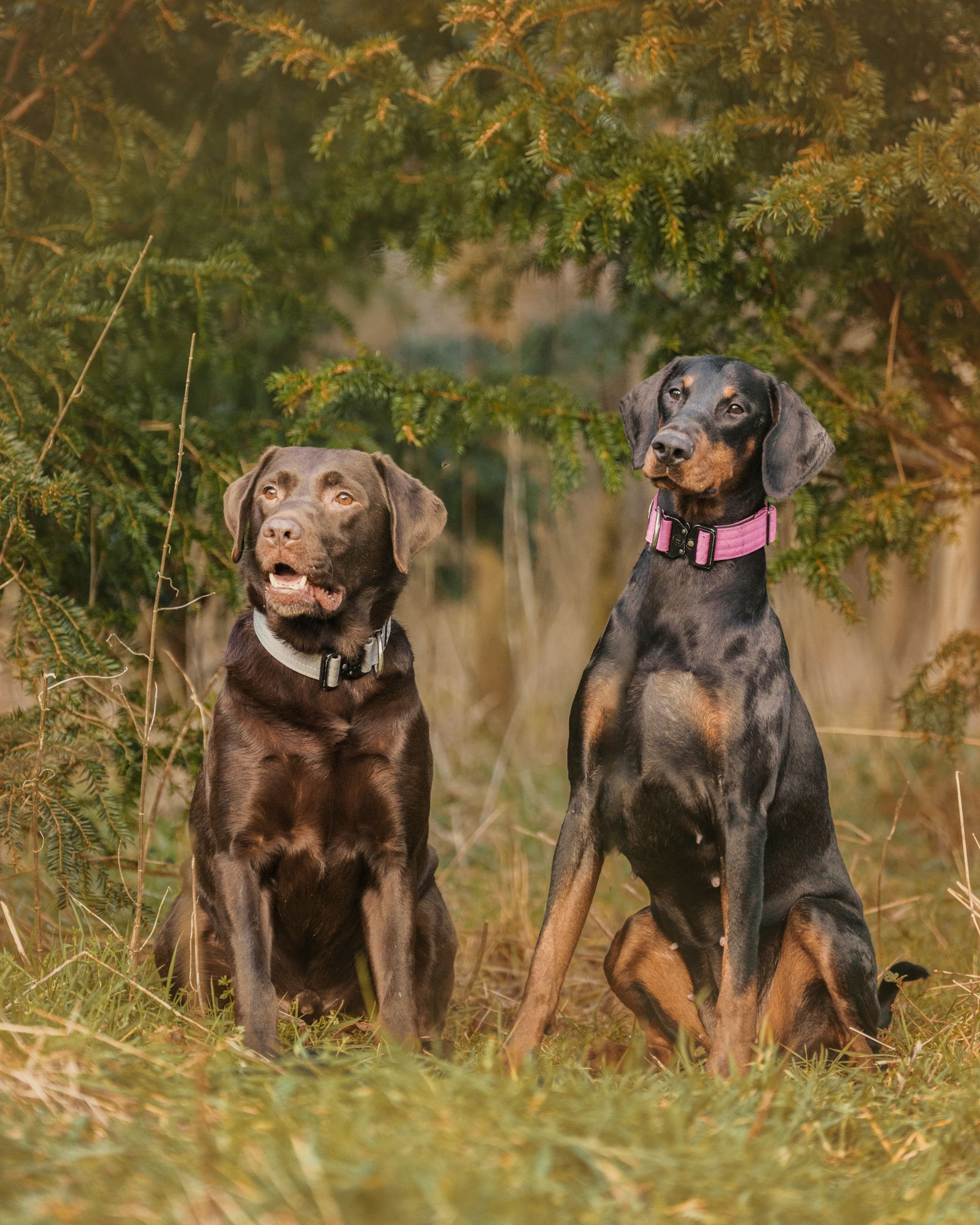 Balor the Labrador and Saraya the Dobermann – Reactive Dog Photography ...