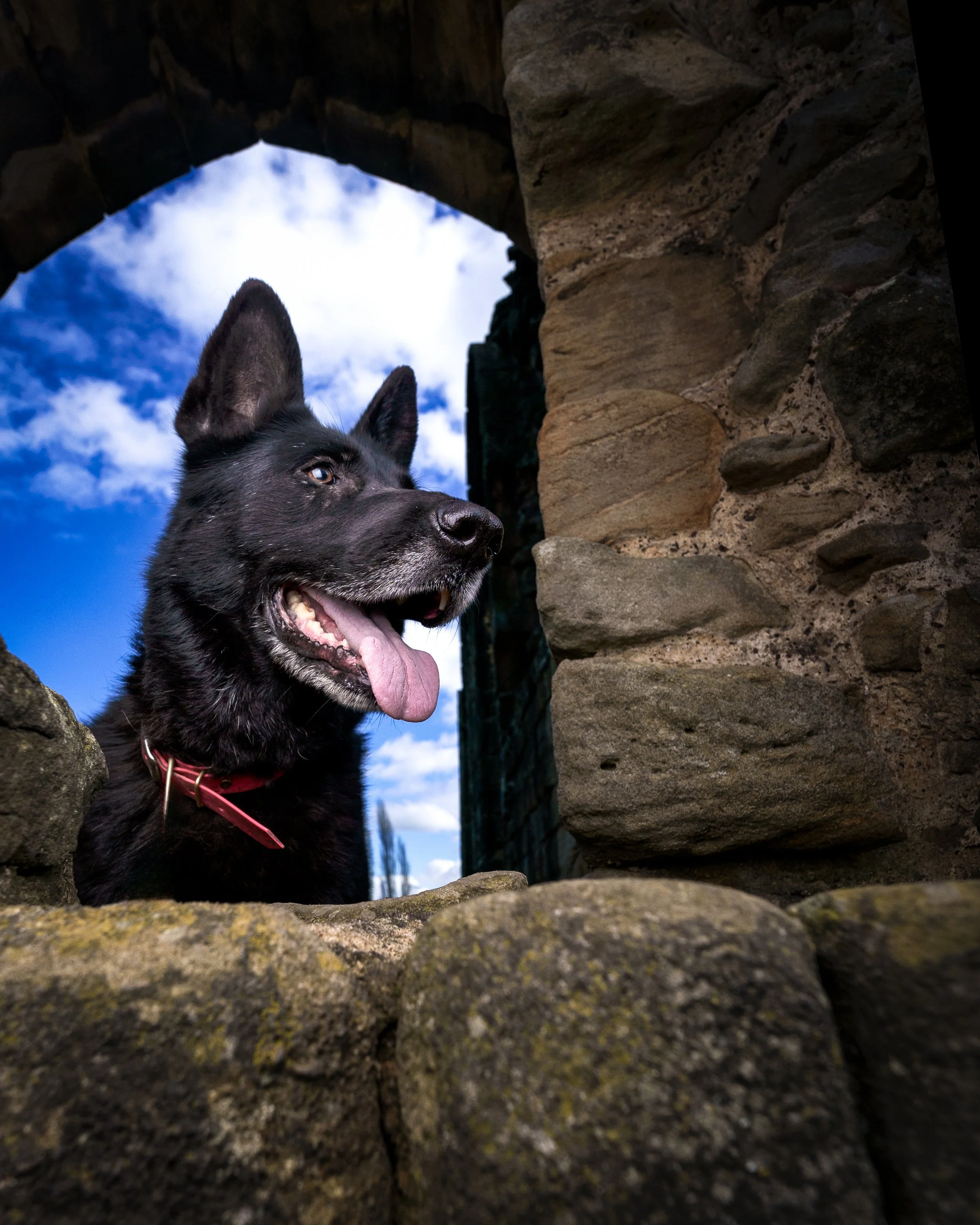 A black dog with a red collar looking through a stone window with a bright blue sky and white clouds in the background. This is a german shepherd.