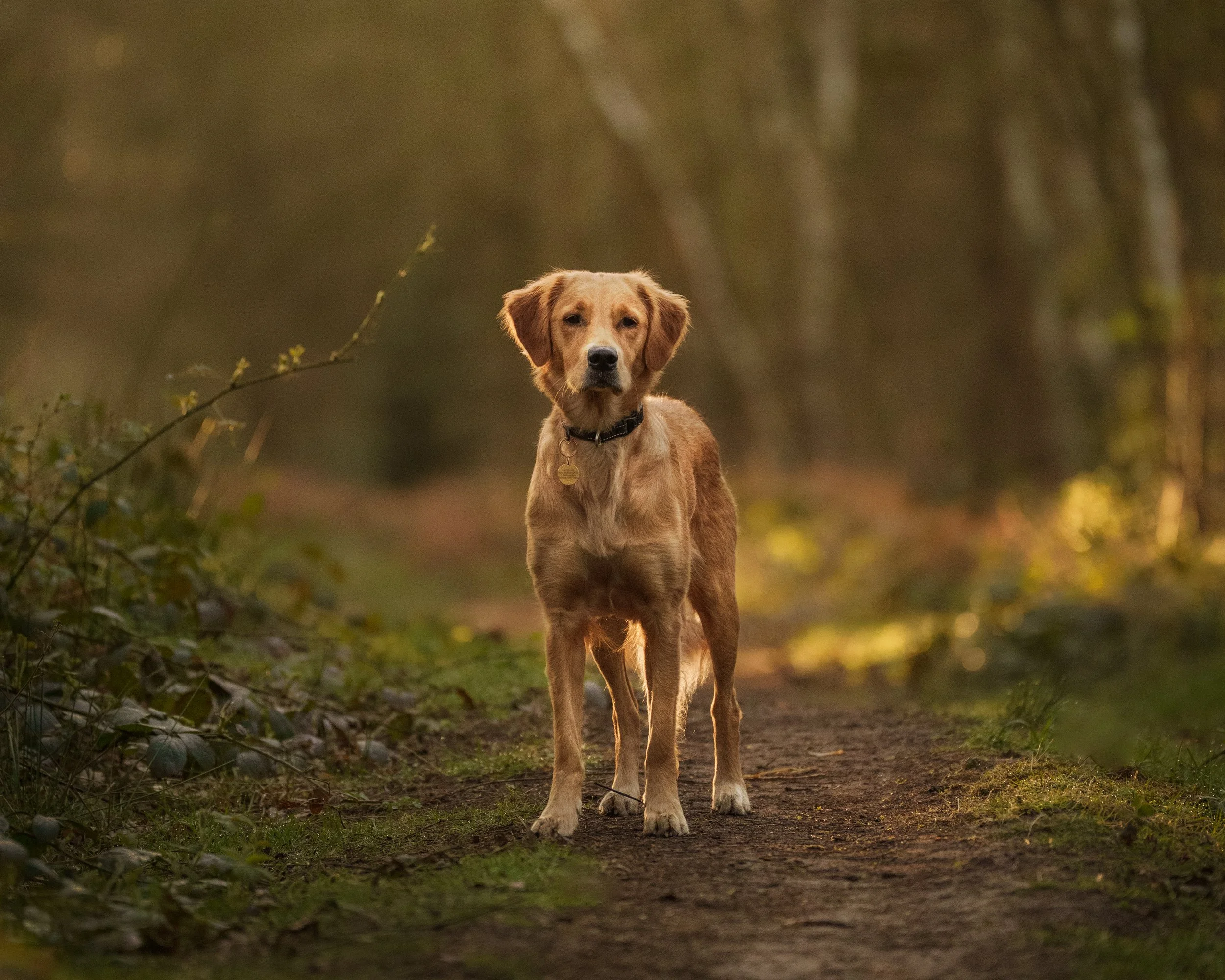 Bonnie the Golden Retriever – Dog Photography in Lincolnshire