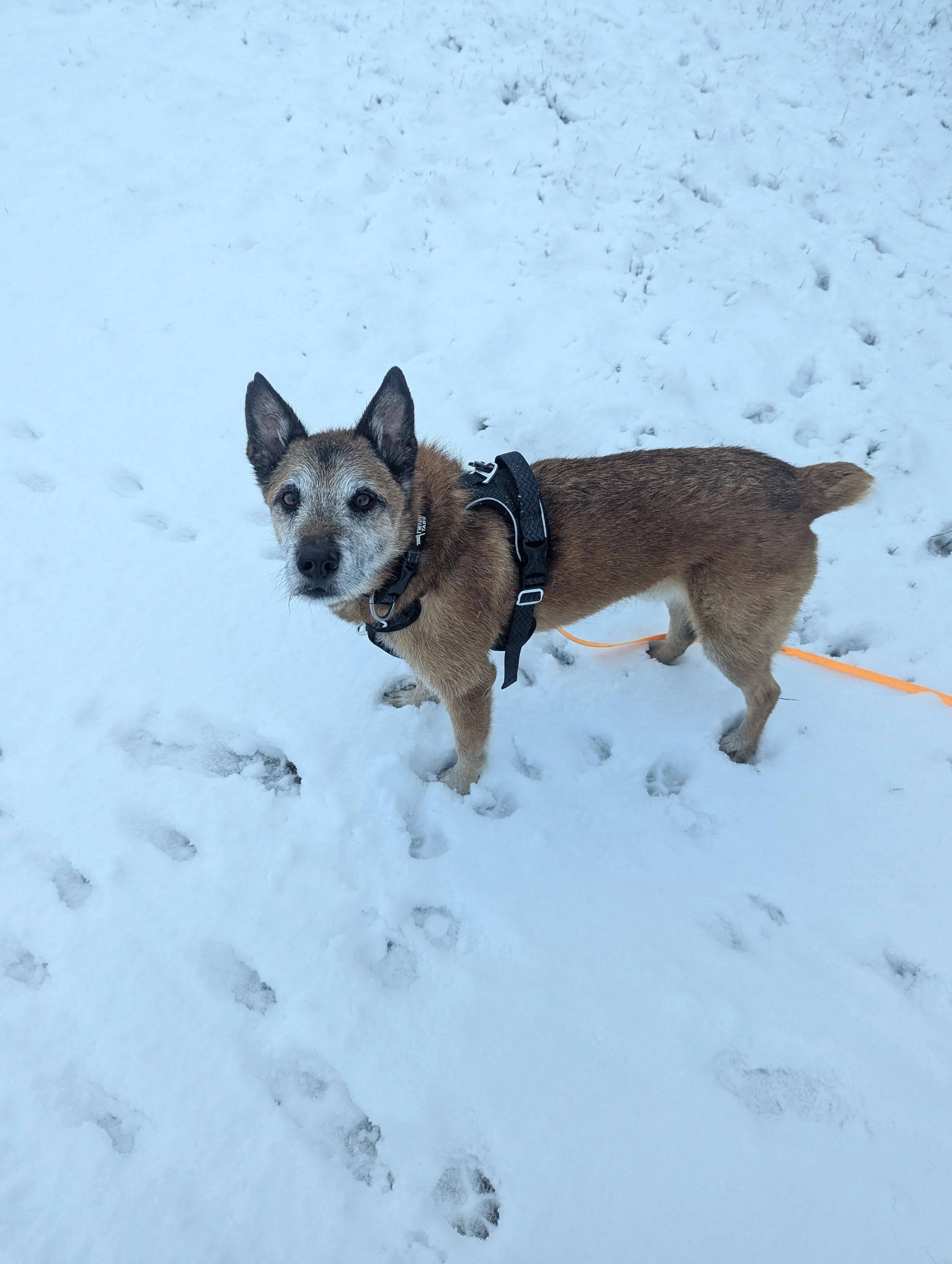 ABOUT A BOY: MARTY, MY REACTIVE SOUL DOG.