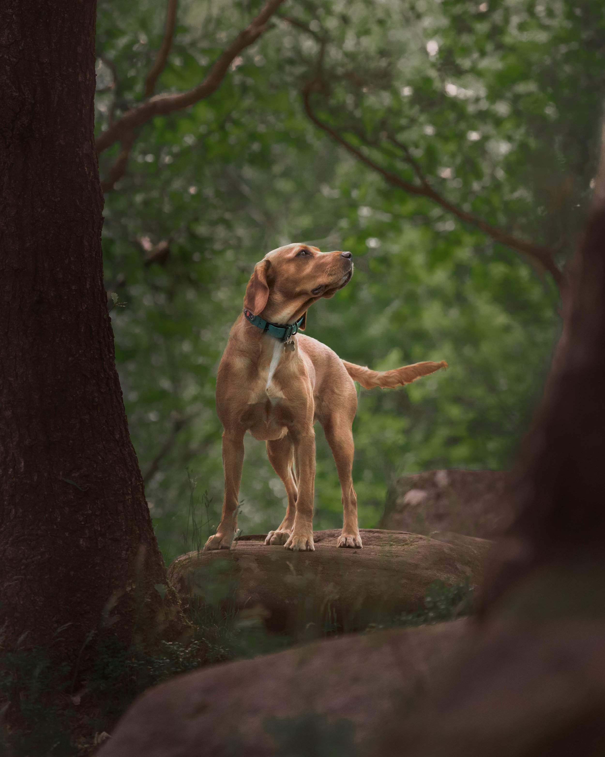 Ways to Advocate for Your Reactive Dog