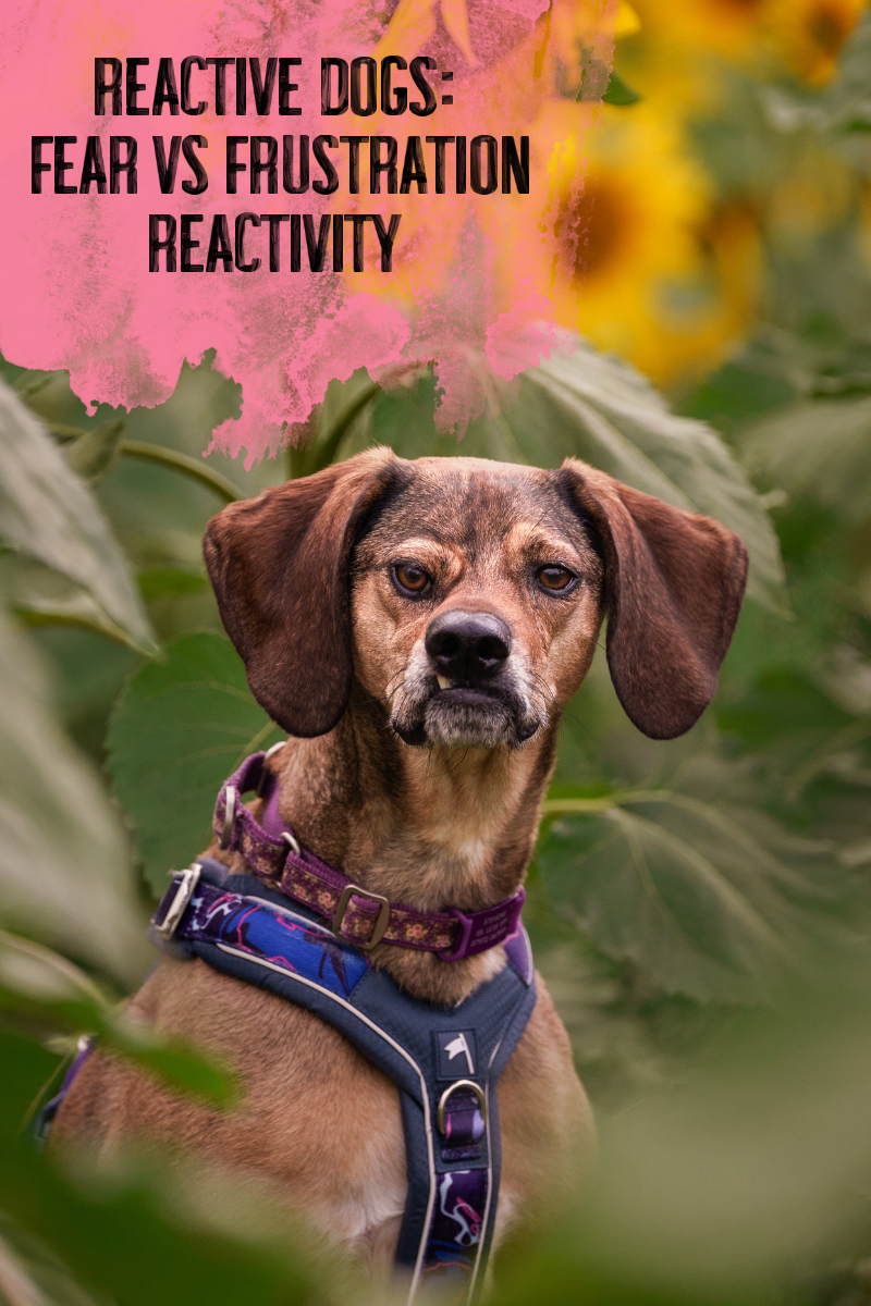 Fear vs Frustration Reactivity