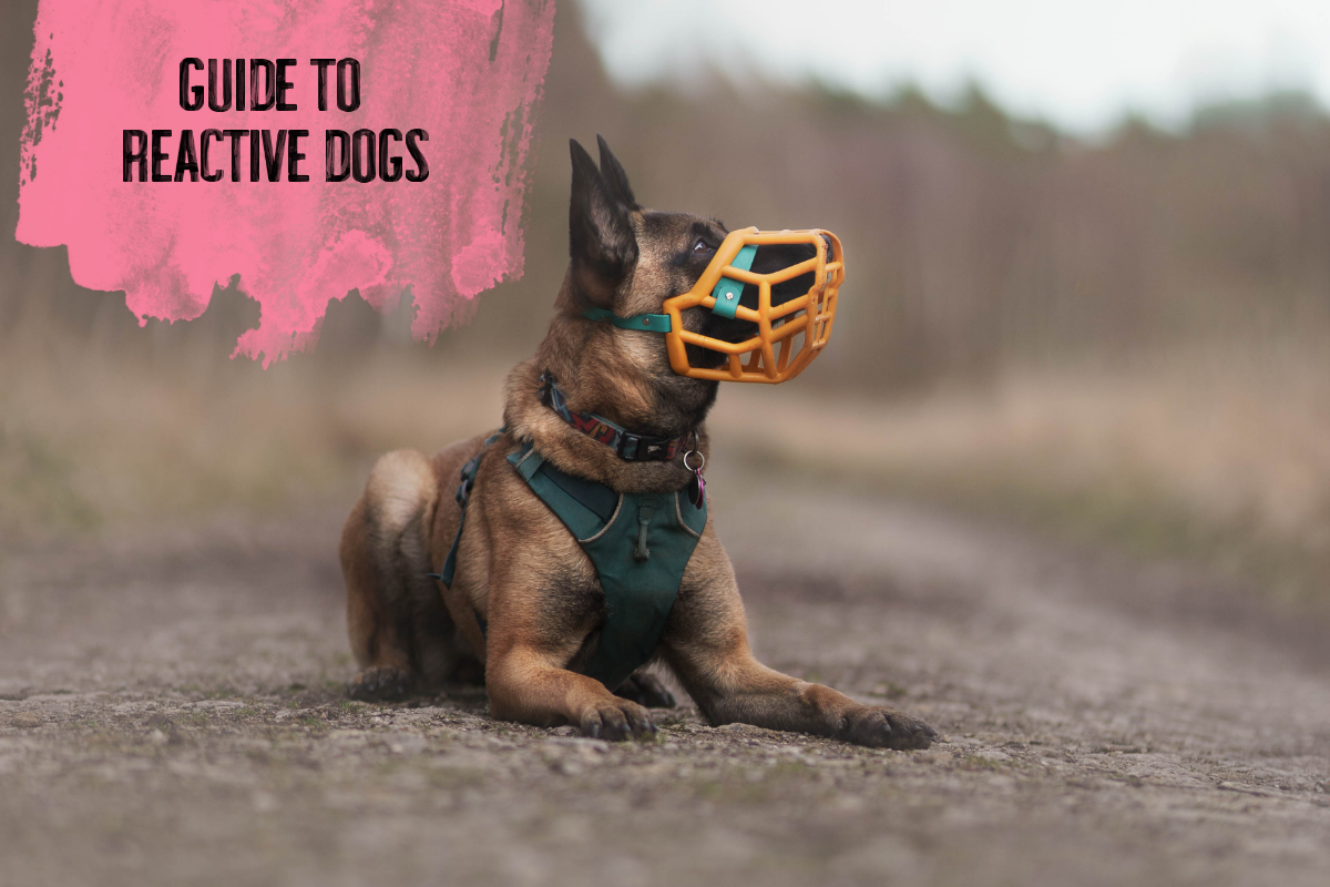 The Complete Guide to Reactive Dogs: Causes, Signs, and What You Can Do