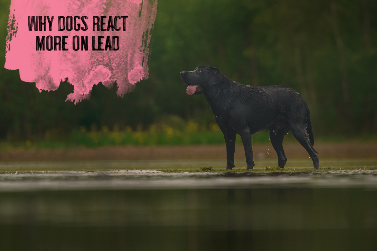 Why Dogs React More on the Lead