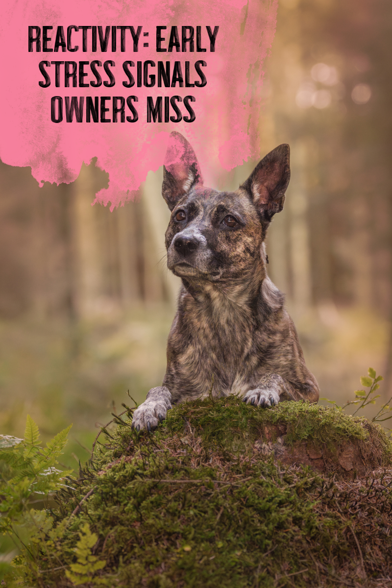 REACTIVITY: Early Stress Signals Owners Miss